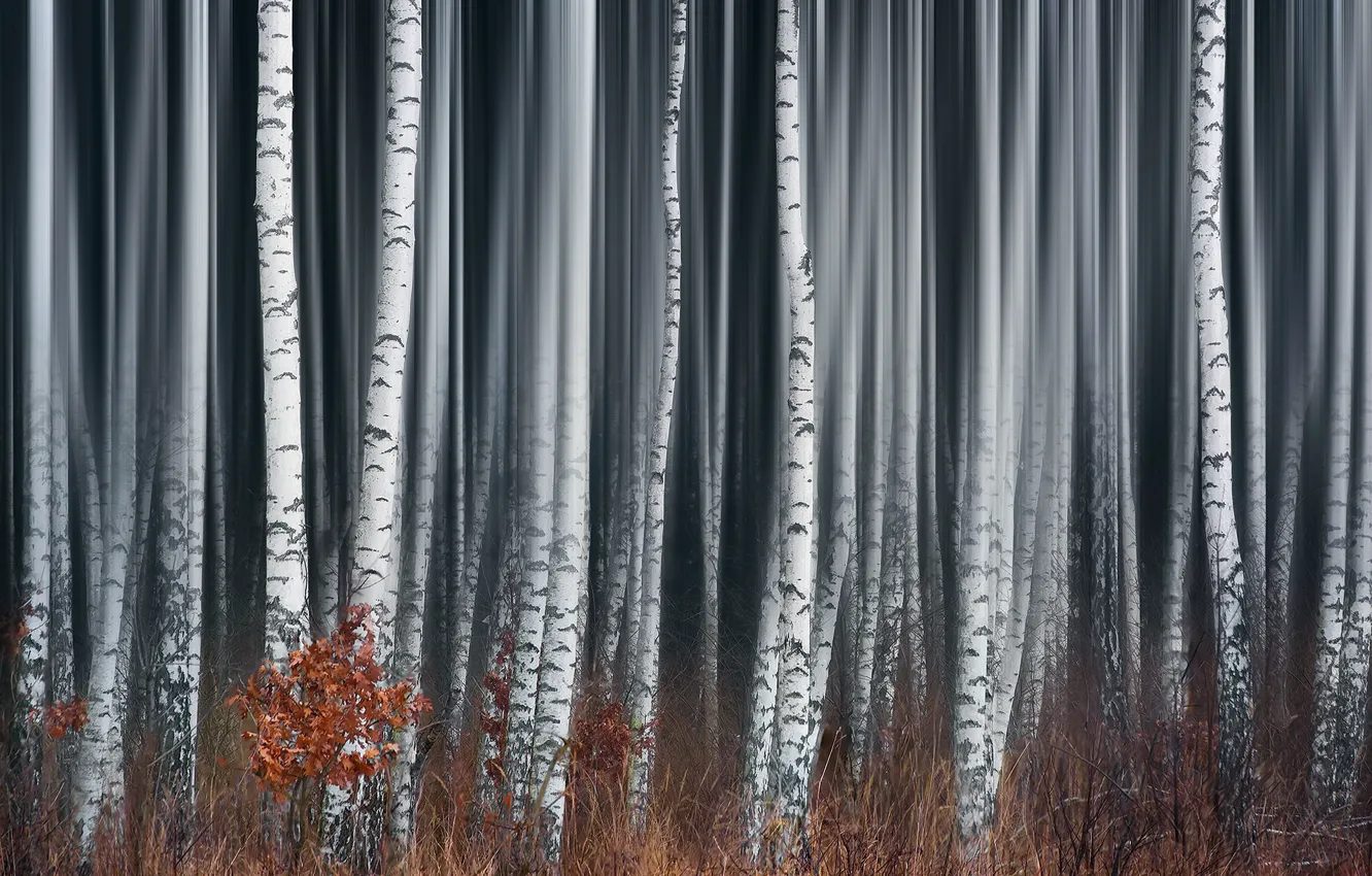 Фото обои лес, туман, берёзы