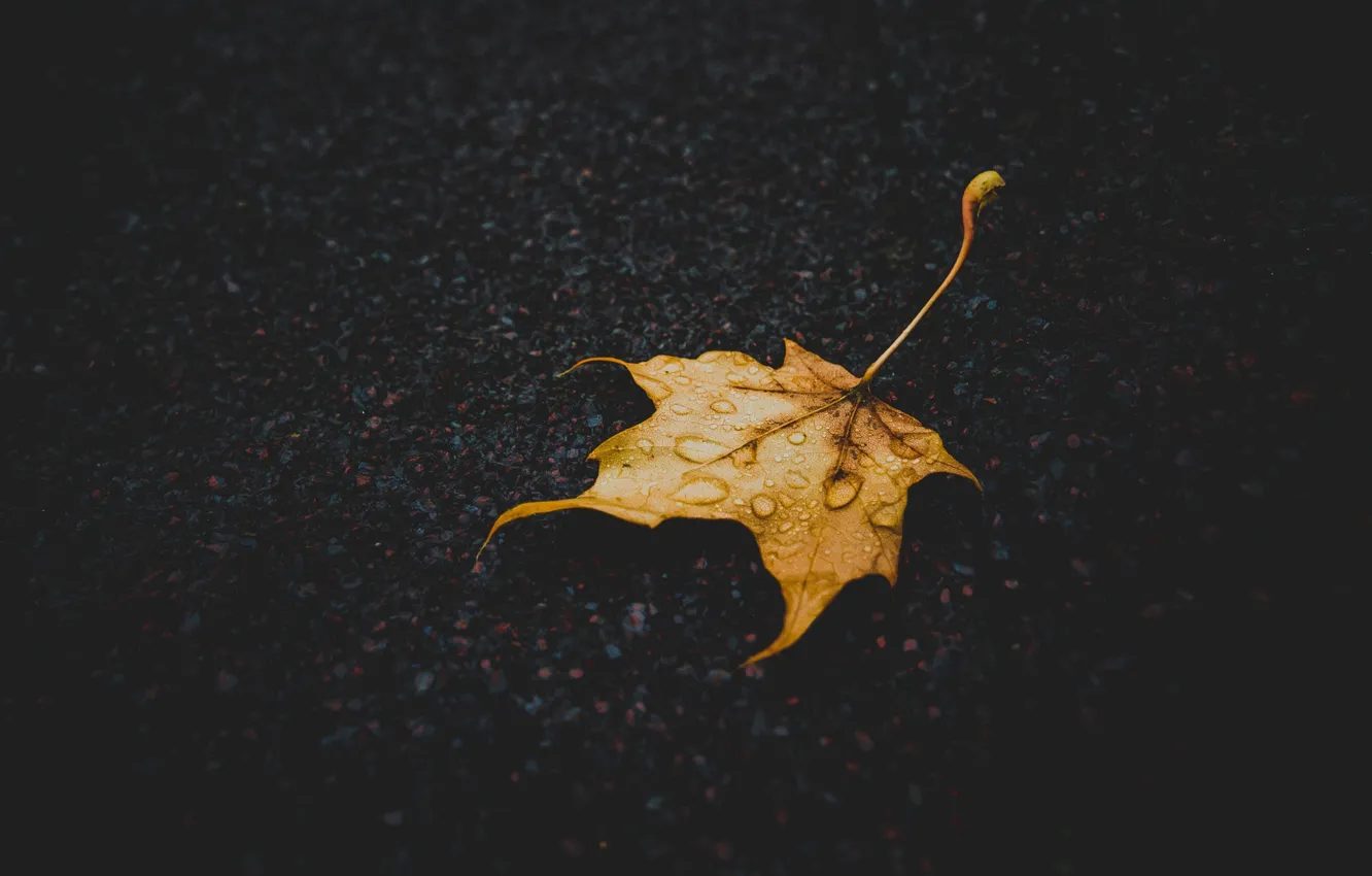 Фото обои осень, земля, листок, macro
