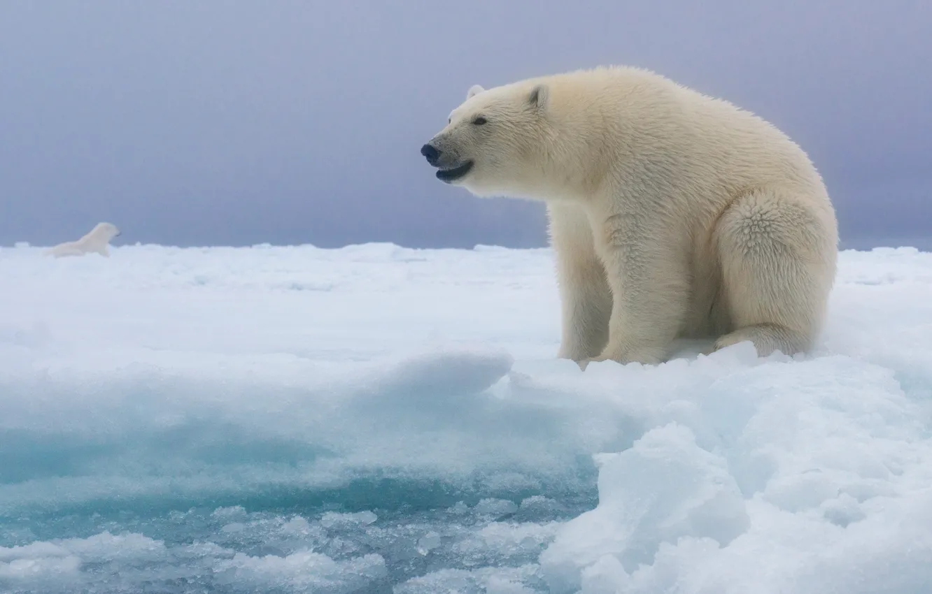 Фото обои снег, Полярный медведь, Белый медведь, Майк Рейфман