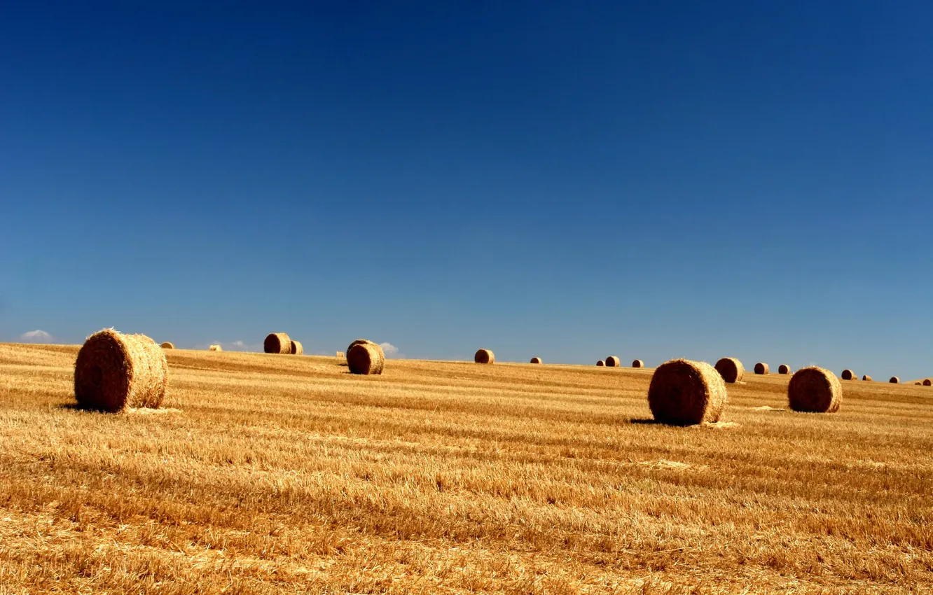 Фото обои поле, longhorn, небо, тюки