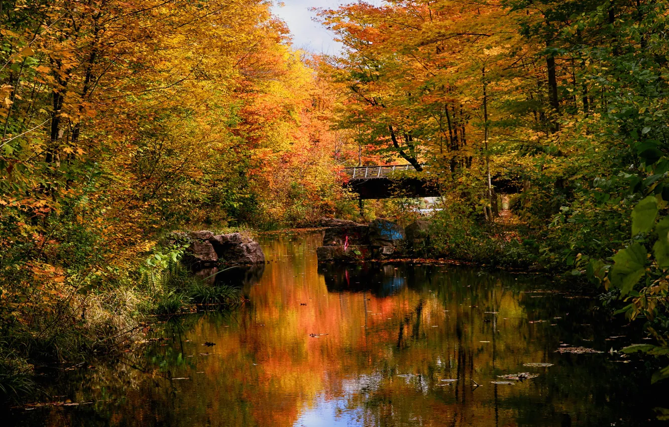 Фото обои осень, лес, мост, пруд, парк
