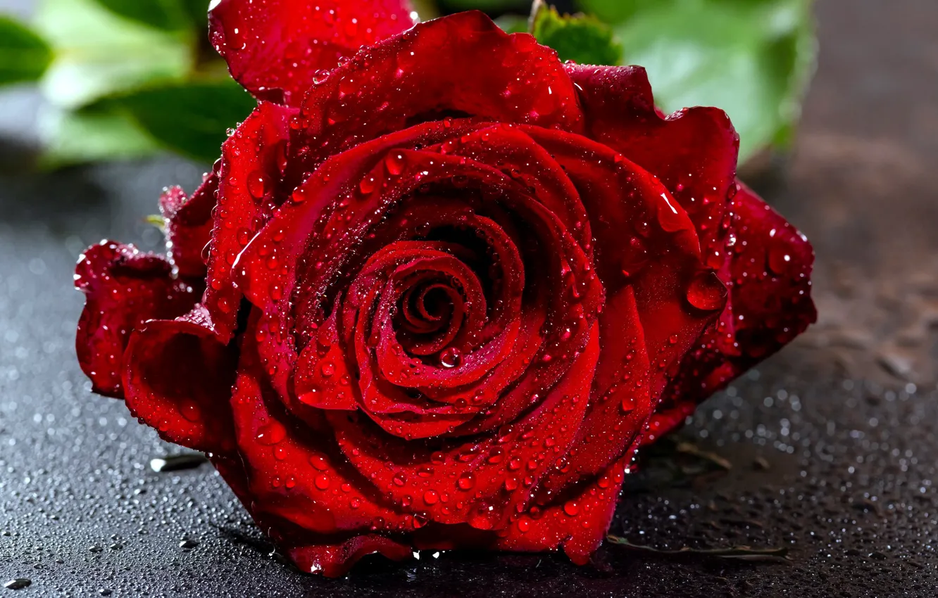 Фото обои роза, красная роза, капли воды