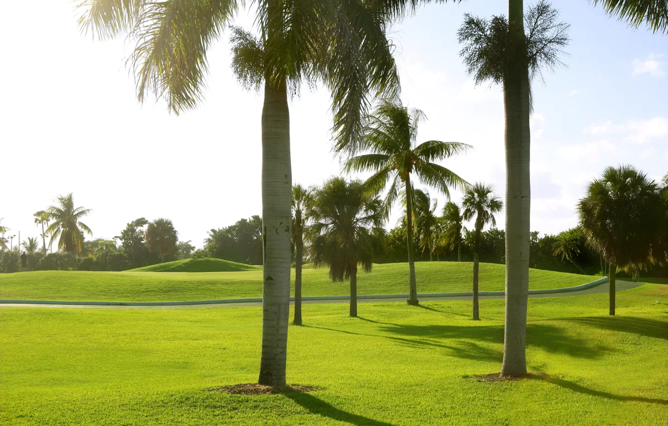 Фото обои зелень, солнце, пальмы, газон, Майами, США