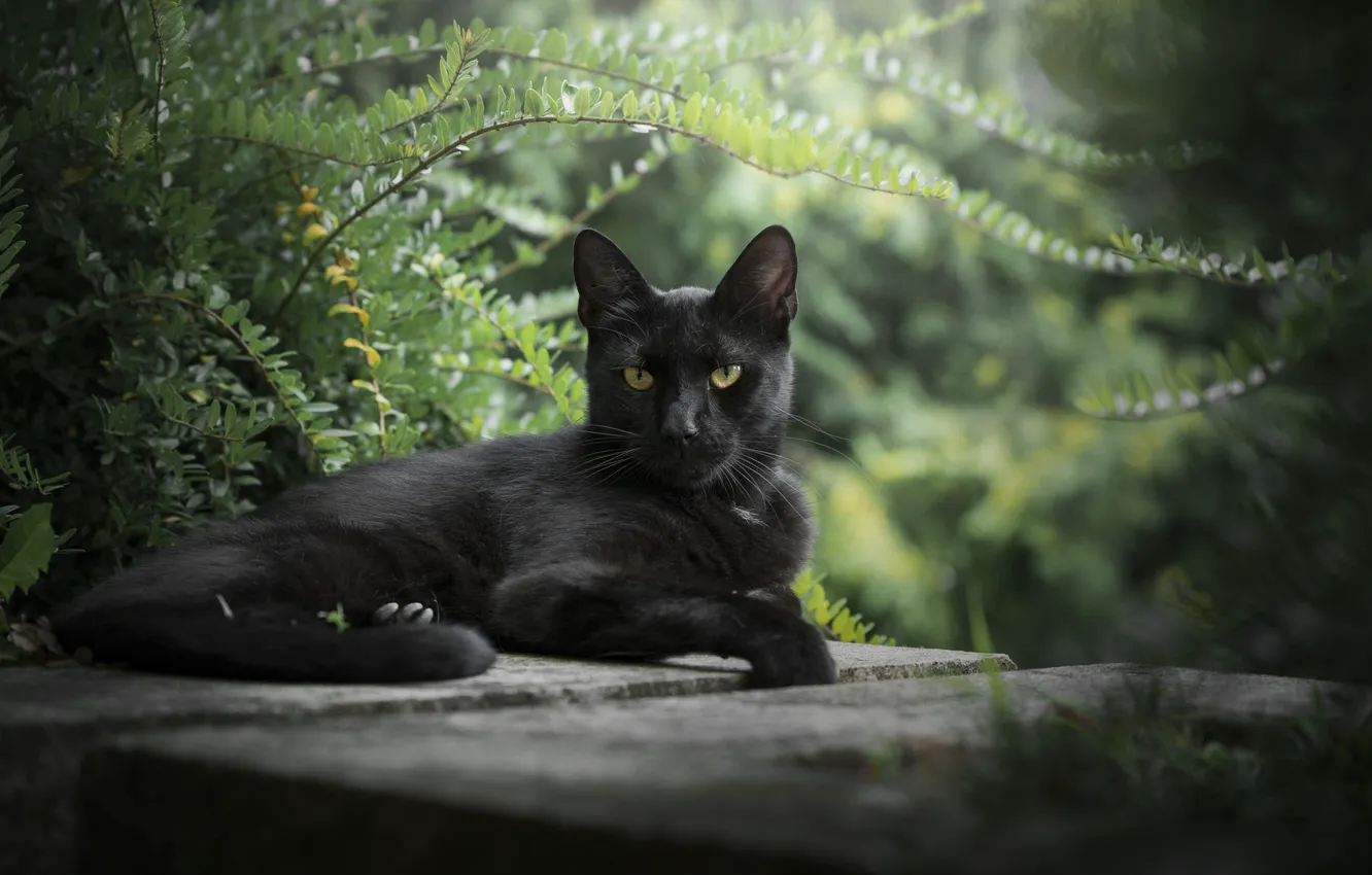 Фото обои трава, взгляд, фон, боке, чёрный кот