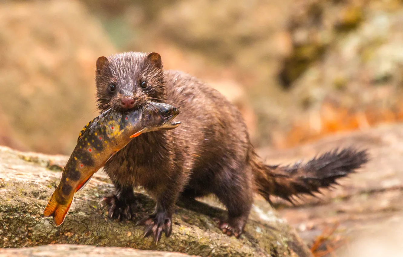 Фото обои Мокрая, Acadia National Park, Национальный парк Акадия, Wildlife, Mink, Tarn, Норка, Дикая природа