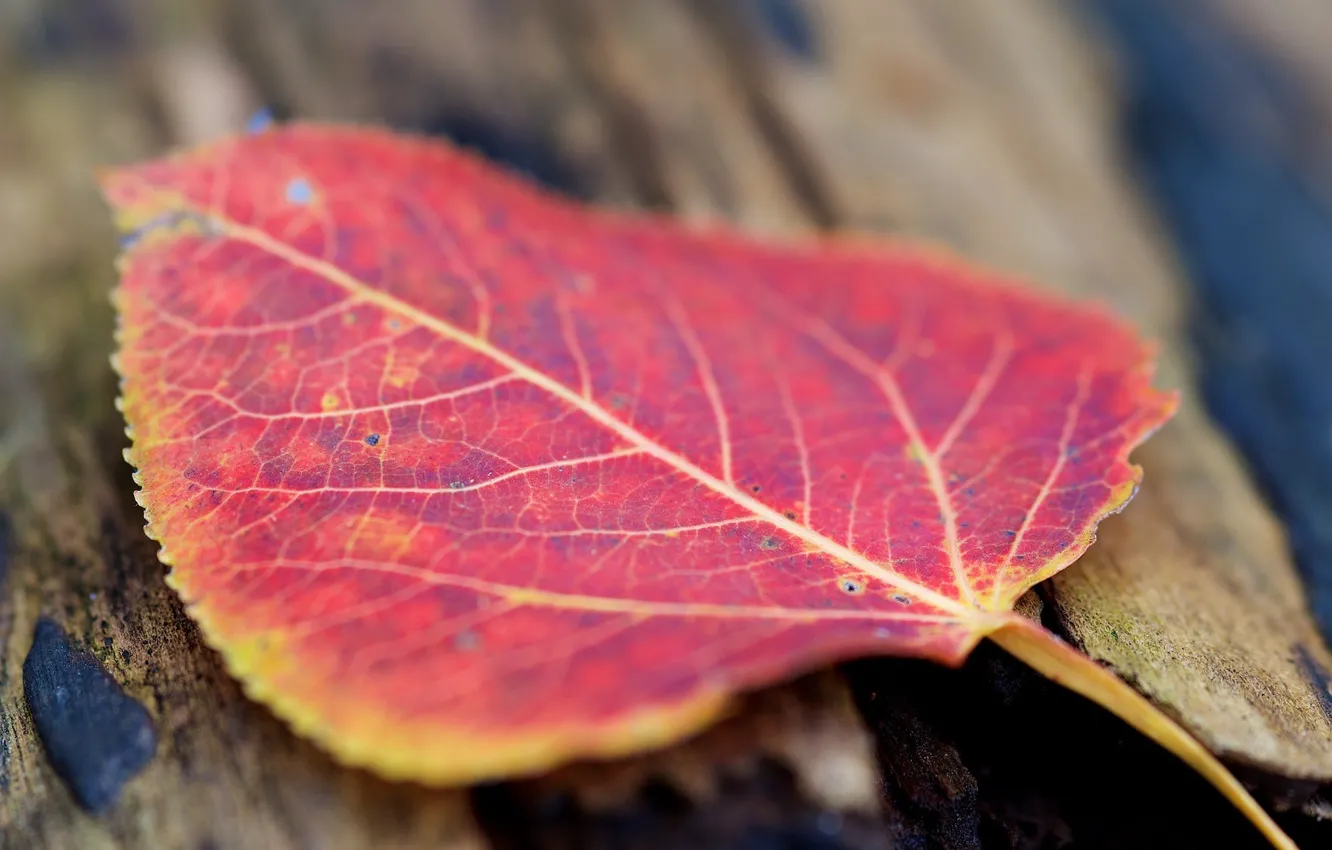 Фото обои осень, макро, красный, лист, цвет