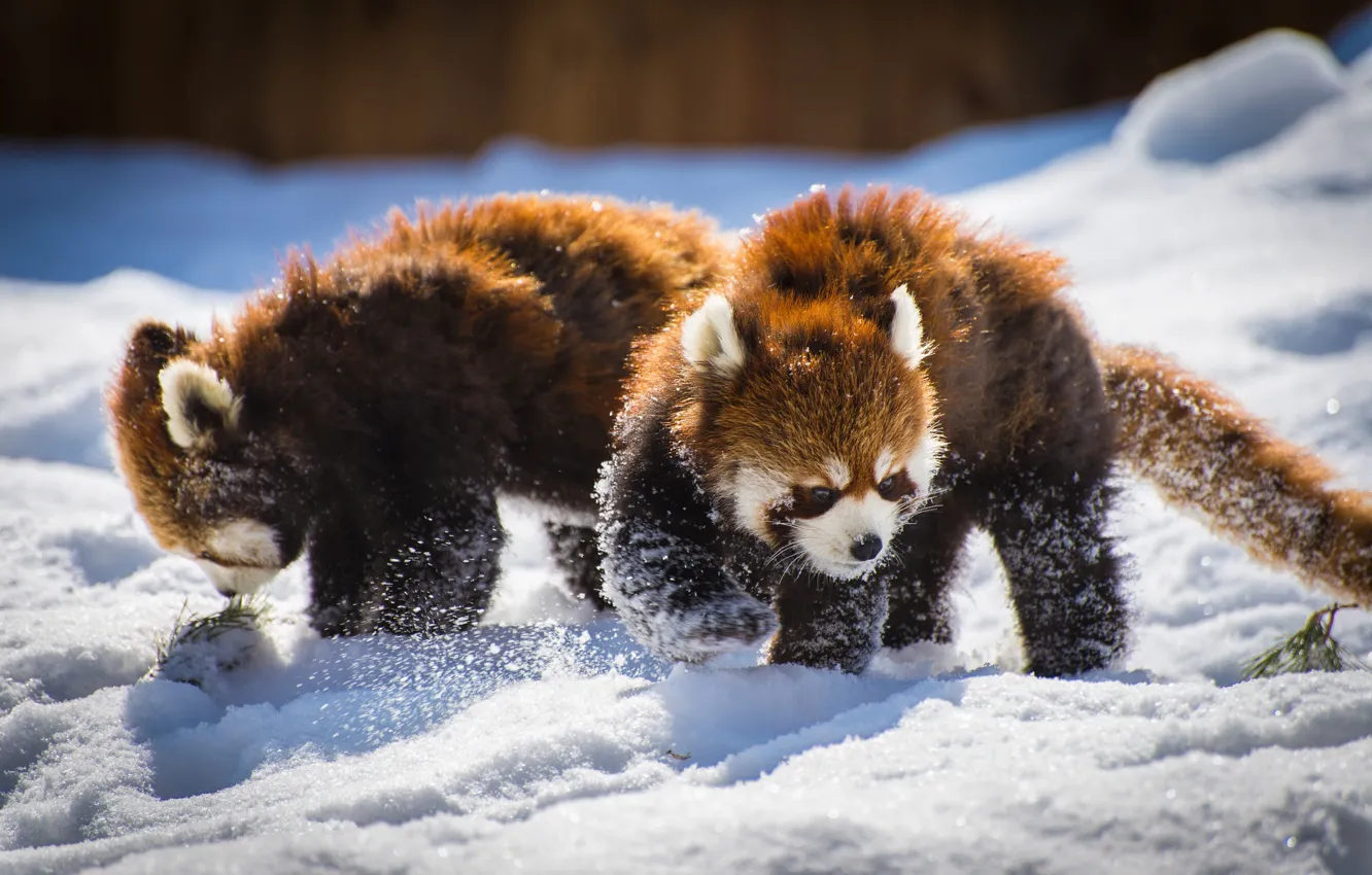 Фото обои снег, пара, панды, Красная панда, Малая панда