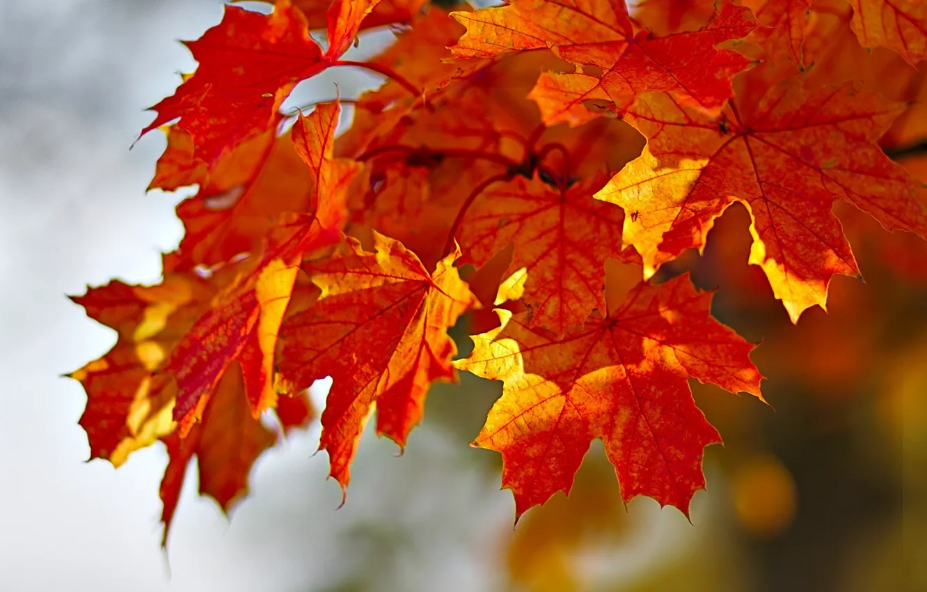 Фото обои осень, листья, краски, клен