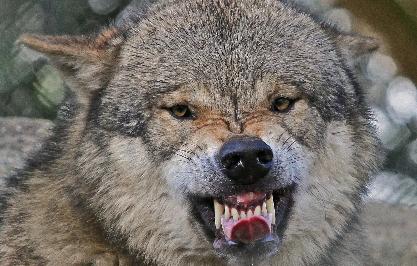Фото обои язык, морда, волк, зубы, клыки, оскал