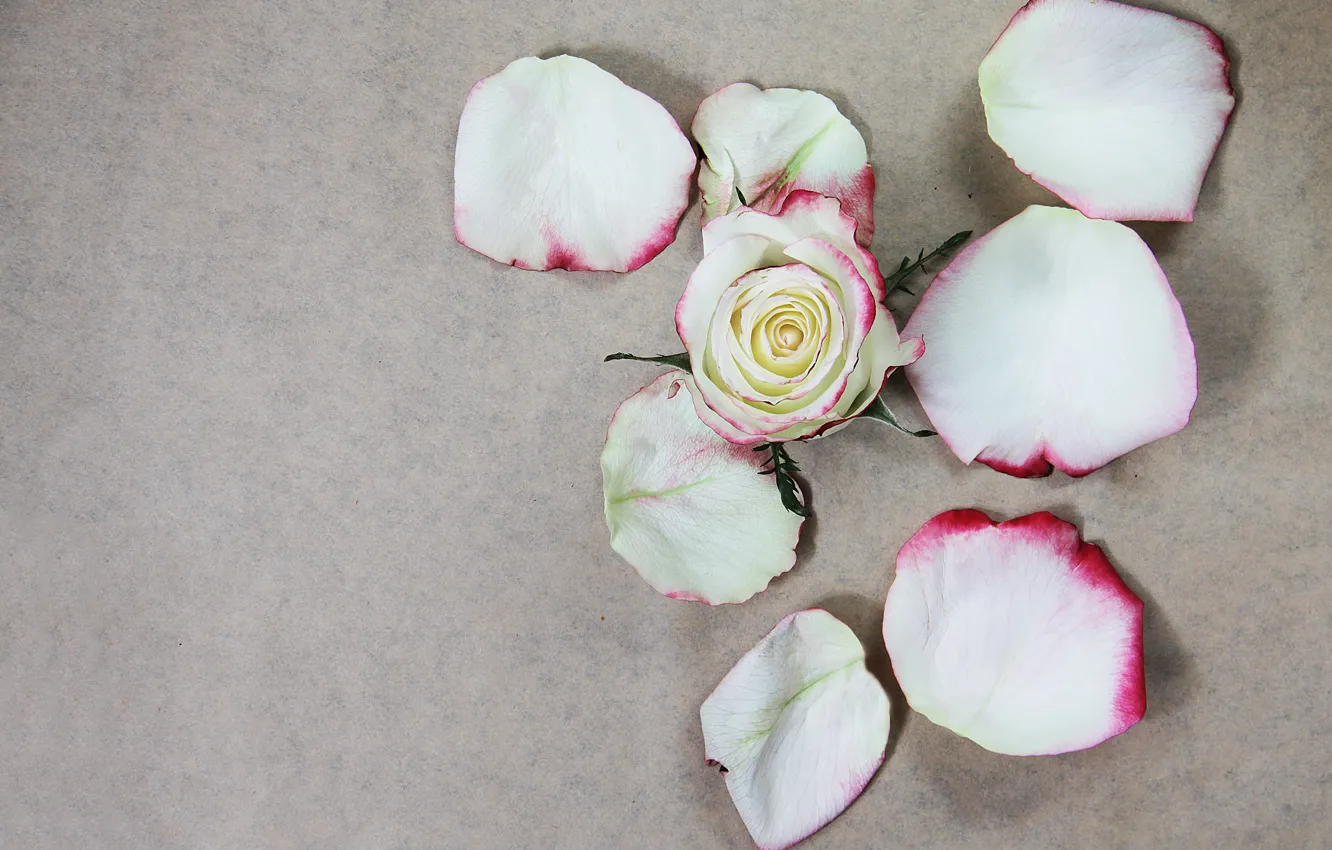 Фото обои лепестки, rose, white, flower, petals, роза белая