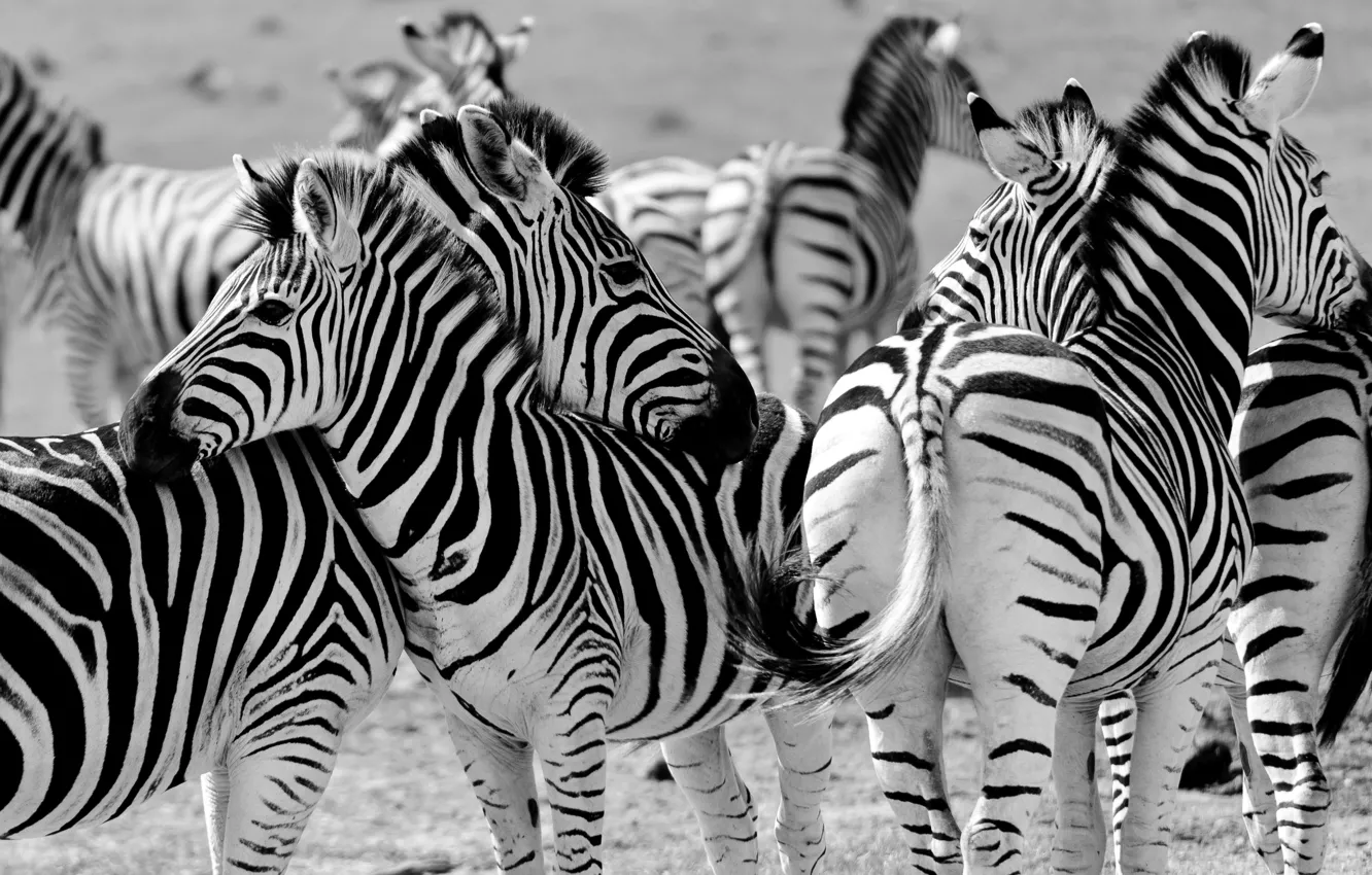 Фото обои зебра, Африка, стадо