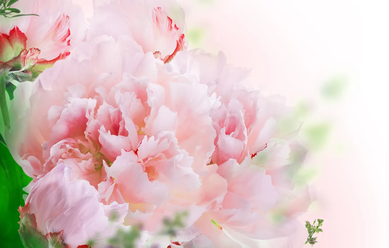 Фото обои цветы, листики, розовые гвоздики