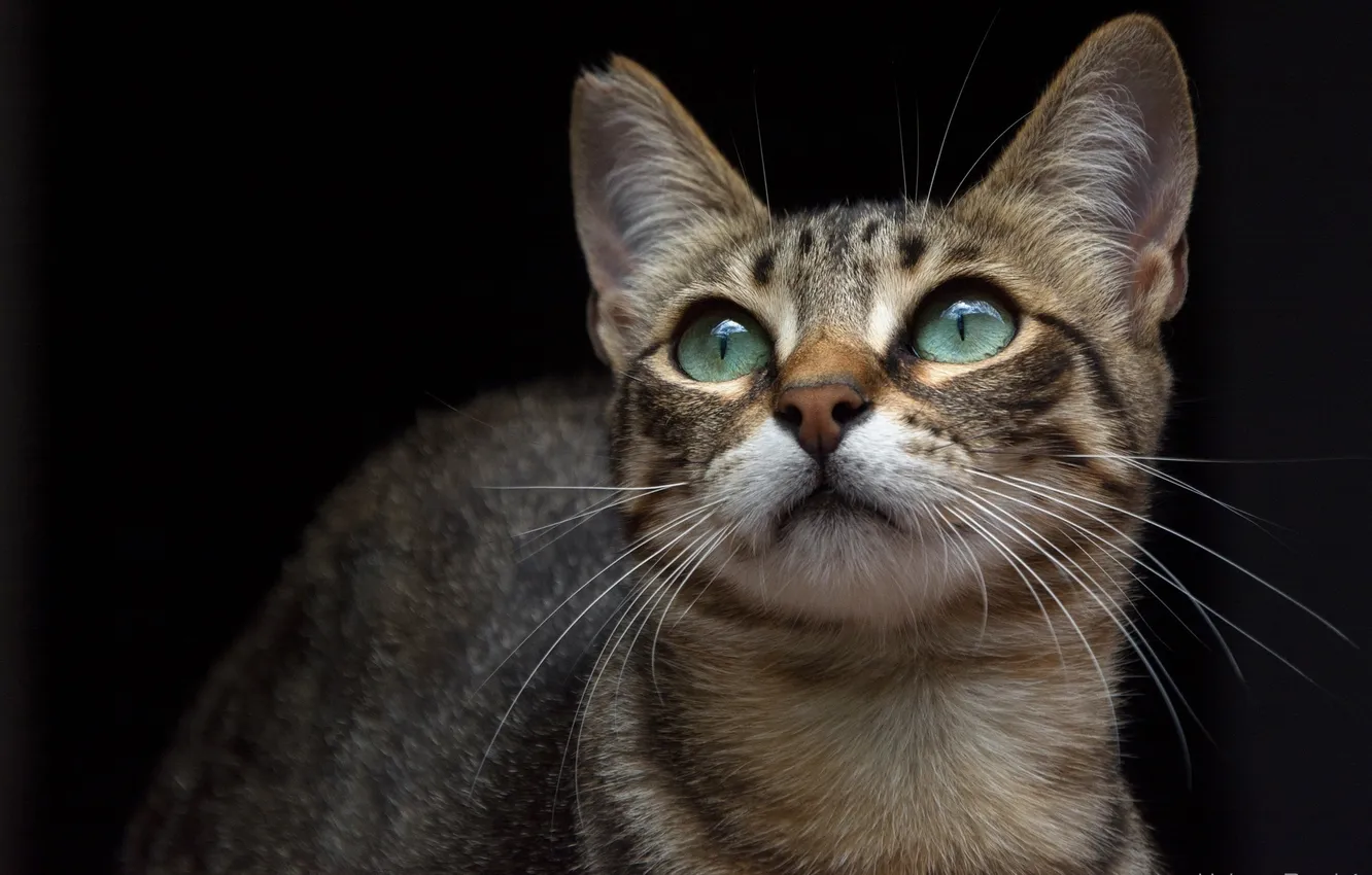 Фото обои кошка, кот, усы, морда