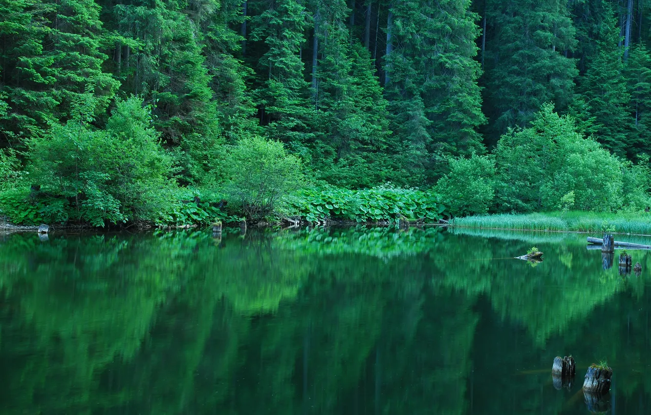 Фото обои зелень, лес, лето, отражение, кусты, водоем