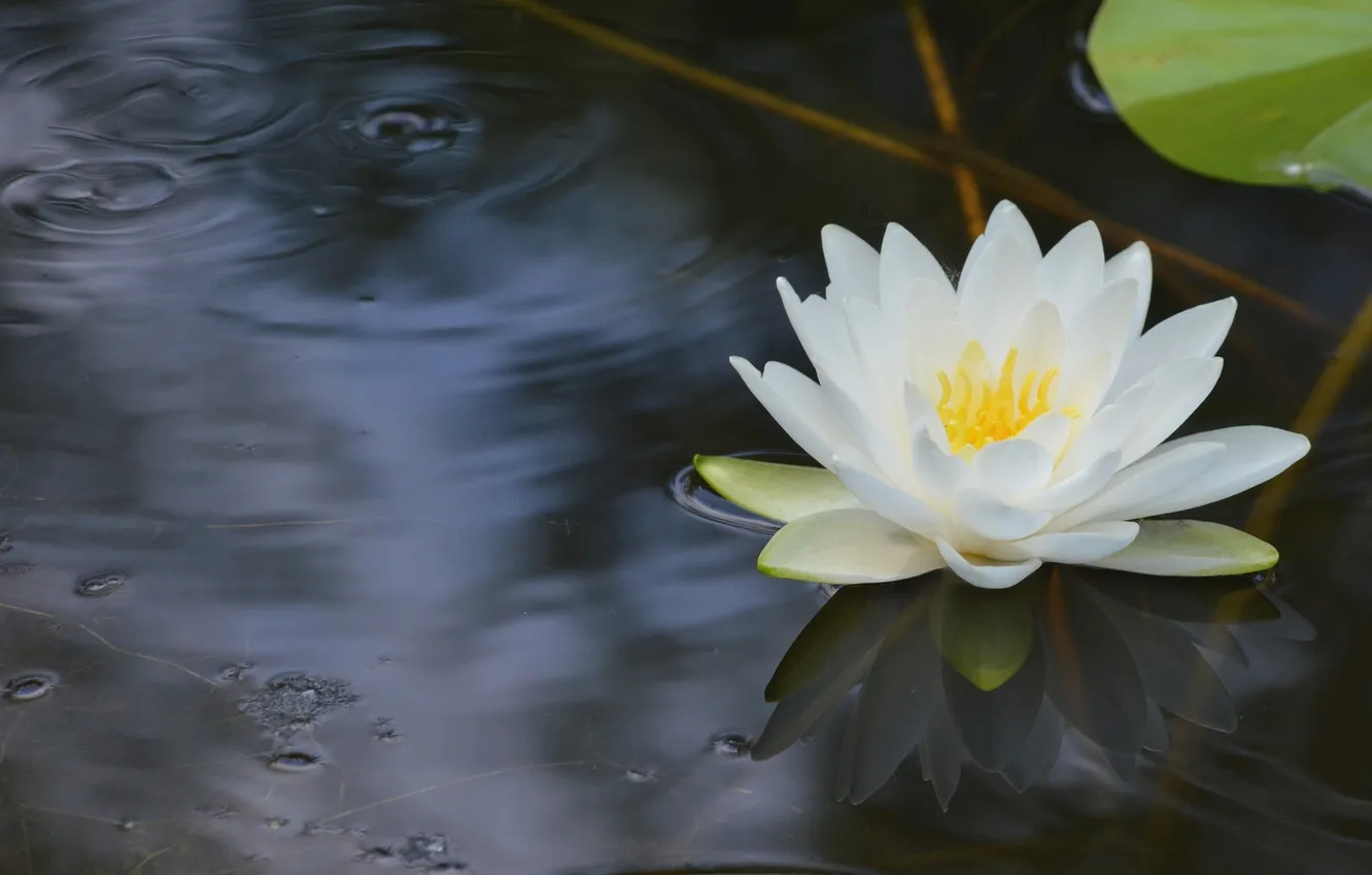 Фото обои вода, отражение, белая, нимфея, водяная лилия