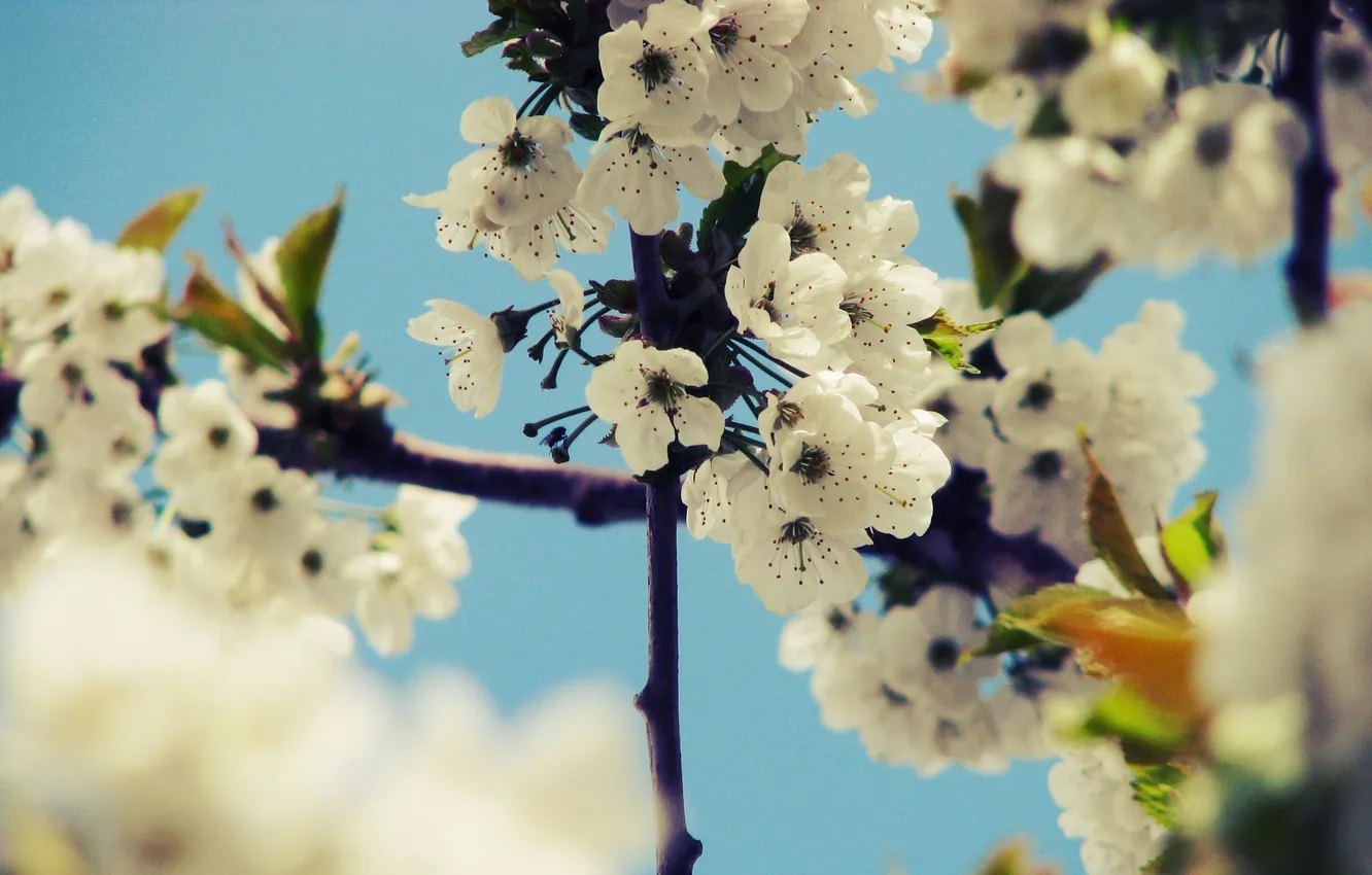 Фото обои небо, деревья, цветы, вишня, ветви, весна, лепестки, сакура