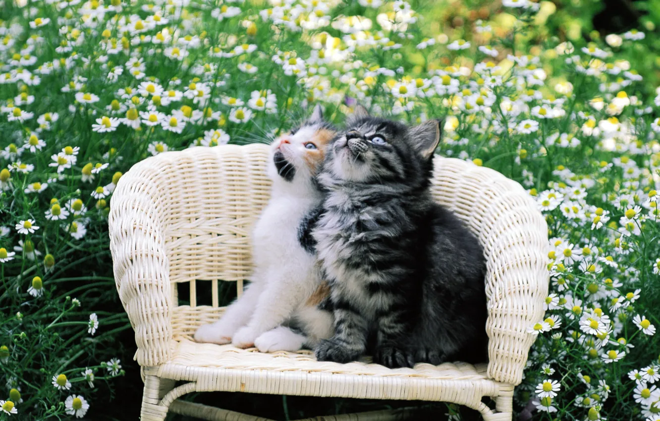 Фото обои кошка, кот, цветы, котенок, киска, стул, двое, киса