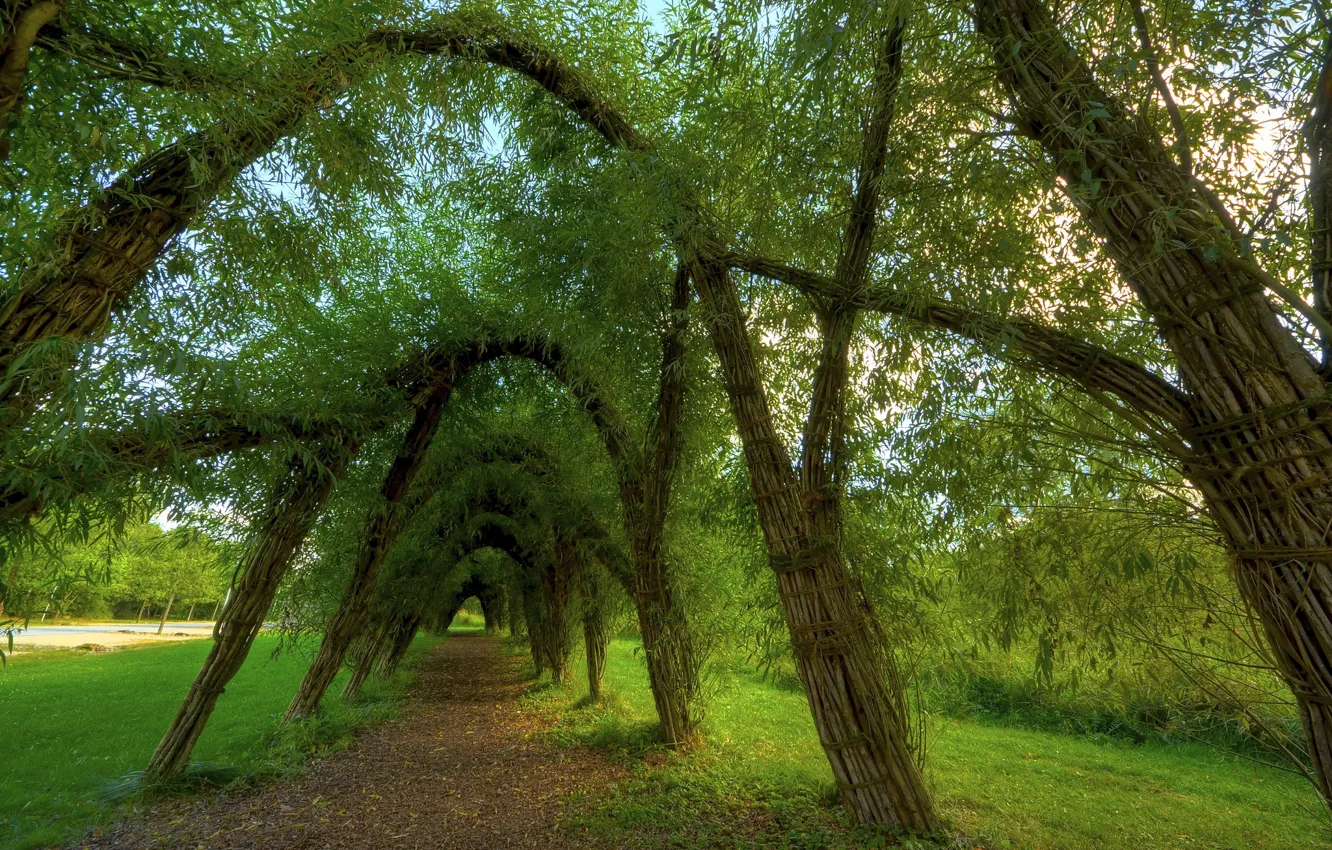 Фото обои трава, листья, ветки, дорожка