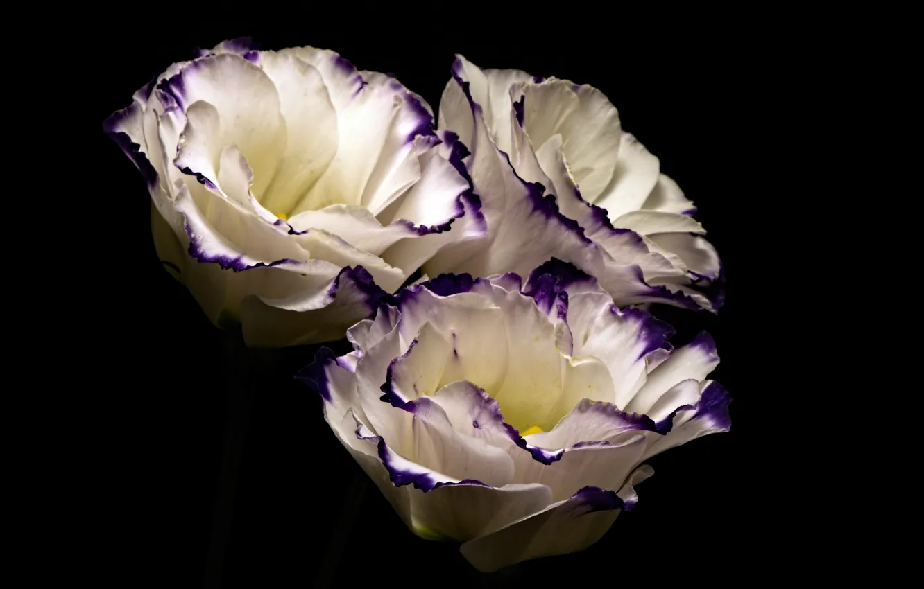 Фото обои цветы, фон, French Rose
