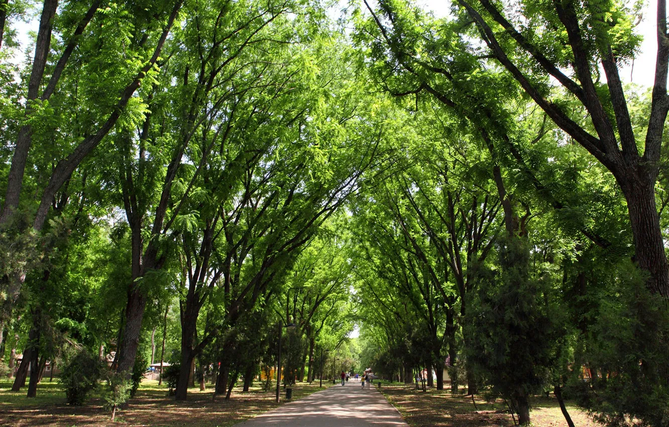 Фото обои Природа, Деревья, Парк, Nature, Park, Trees, Краснодар, Krasnodar