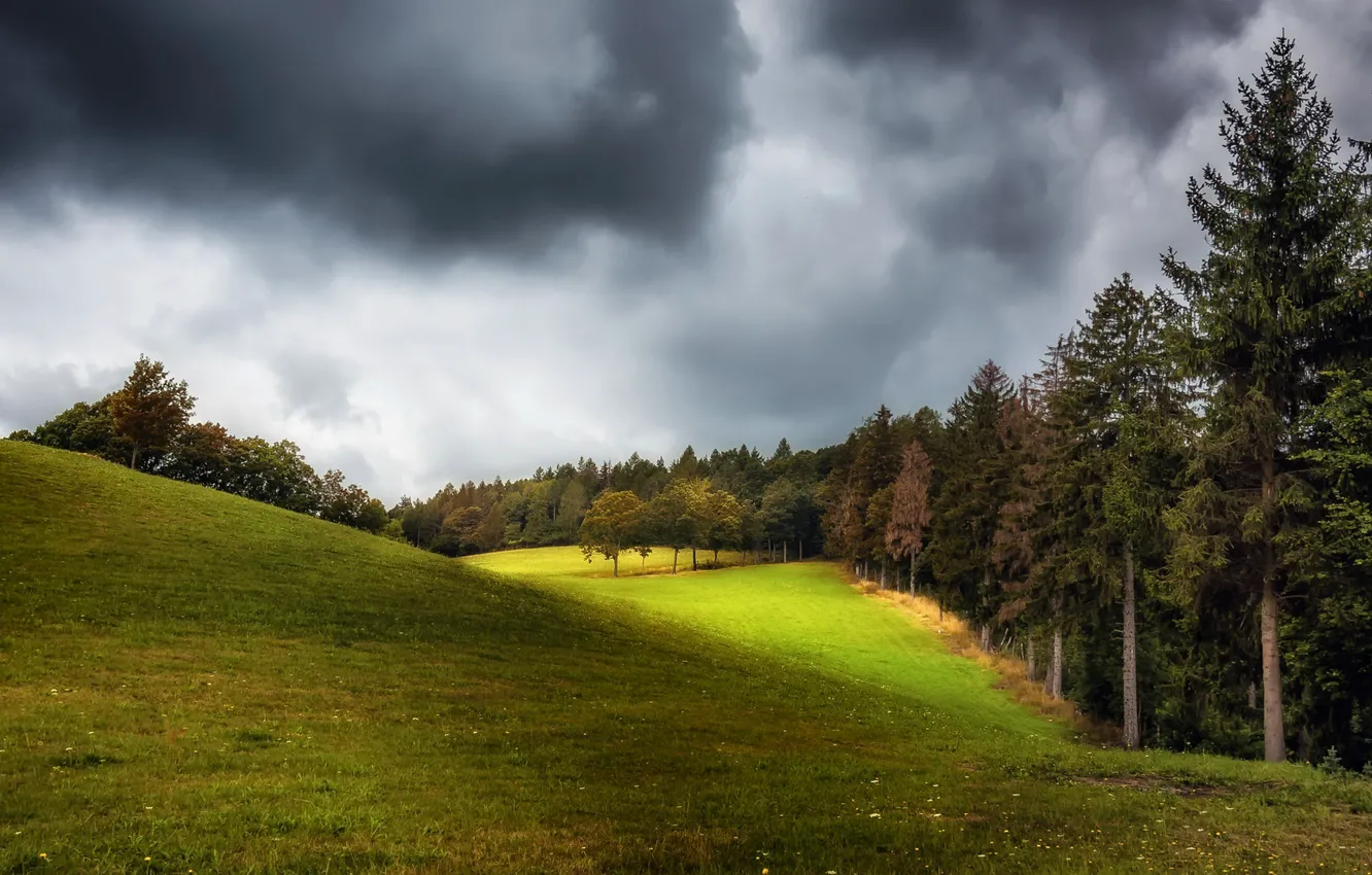 Фото обои лес, свет, природа