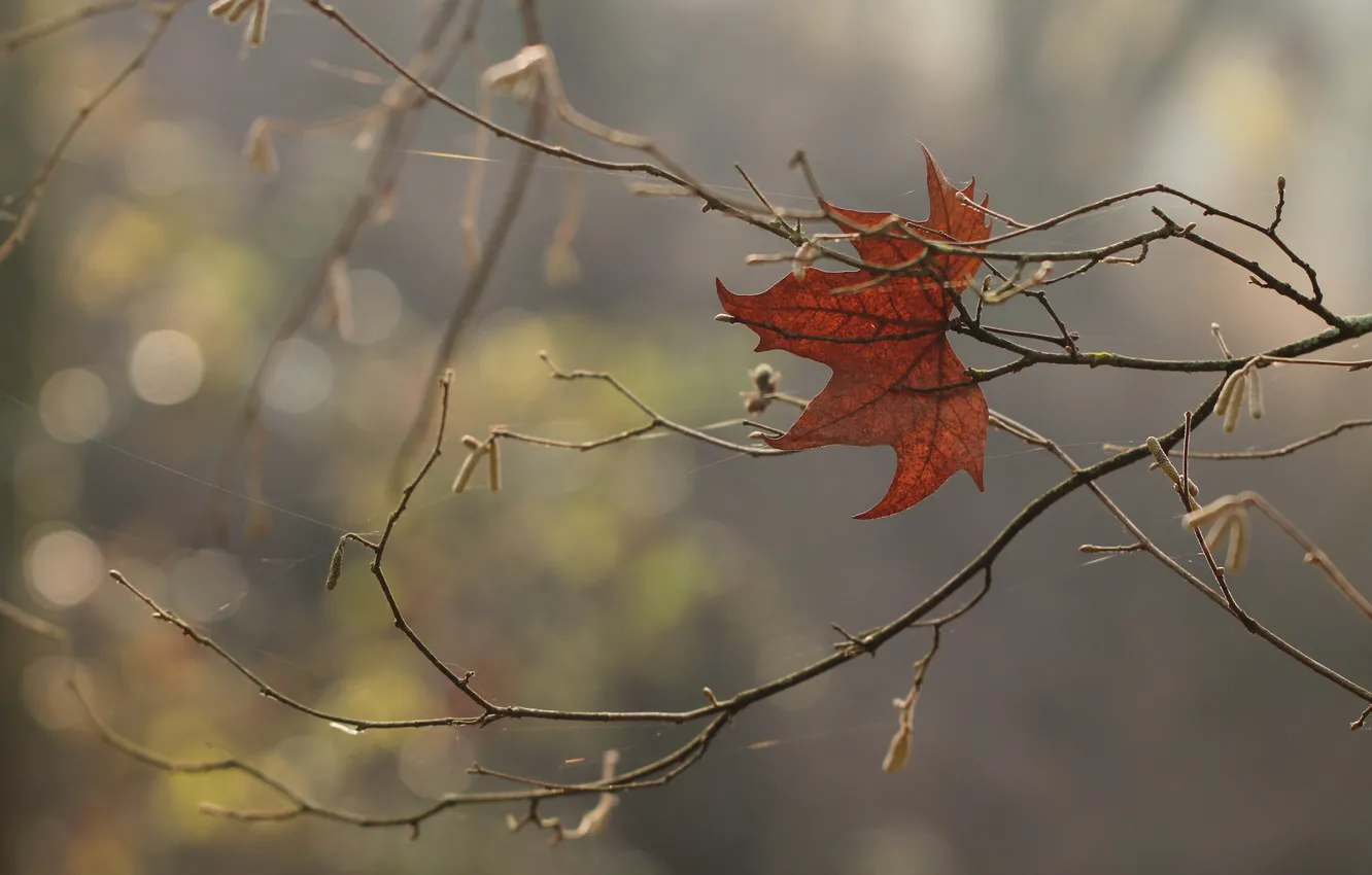 Фото обои осень, ветки, лист