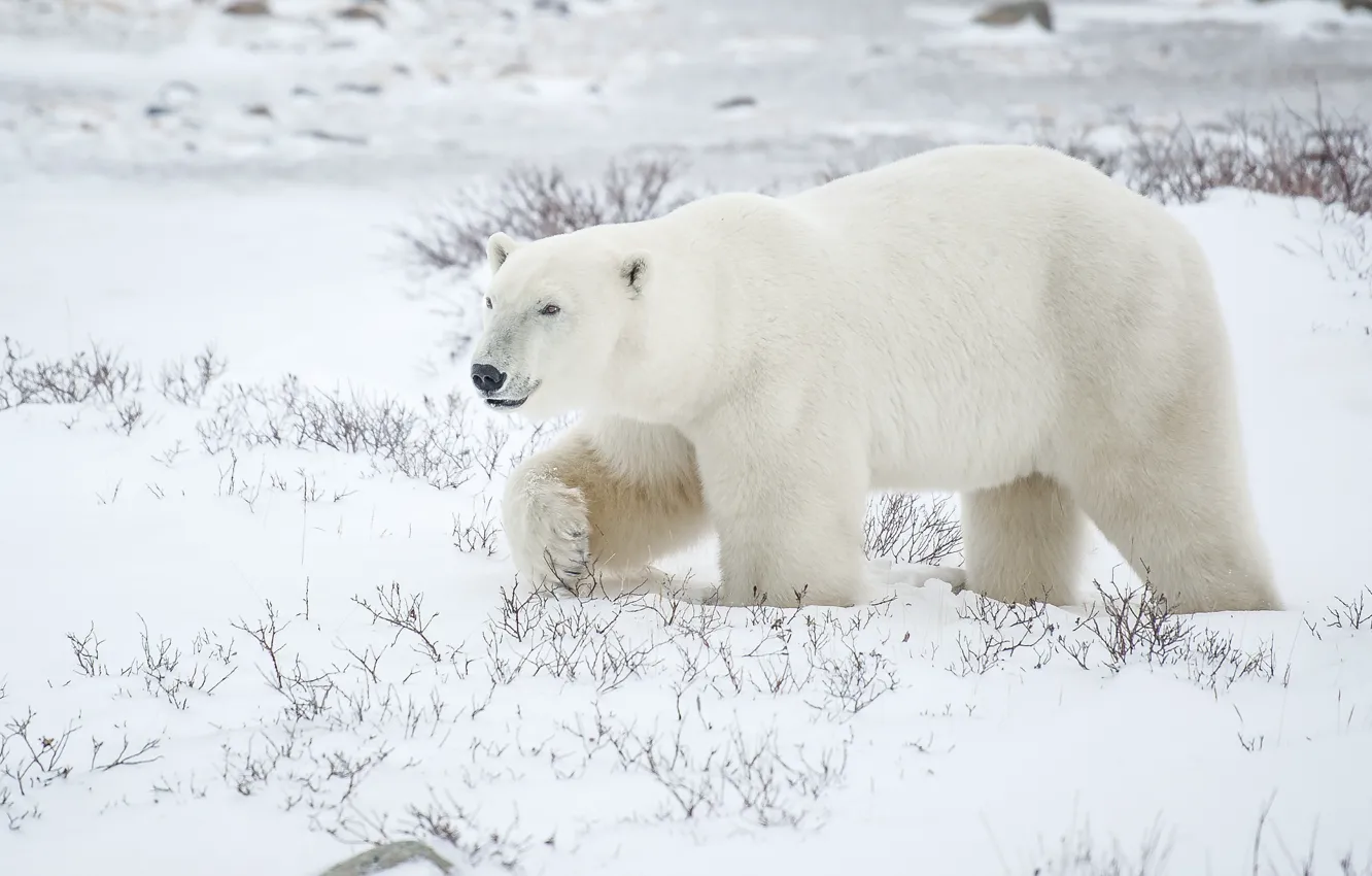 Фото обои снег, медведь, полярный