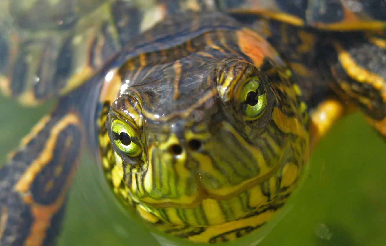 Фото обои зеленый, черепаха, Морда