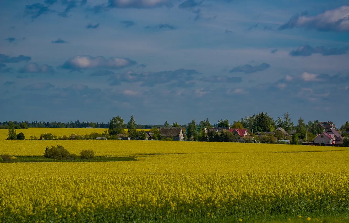 Фото обои природа, весна, май, беларусь, поле рапсовое