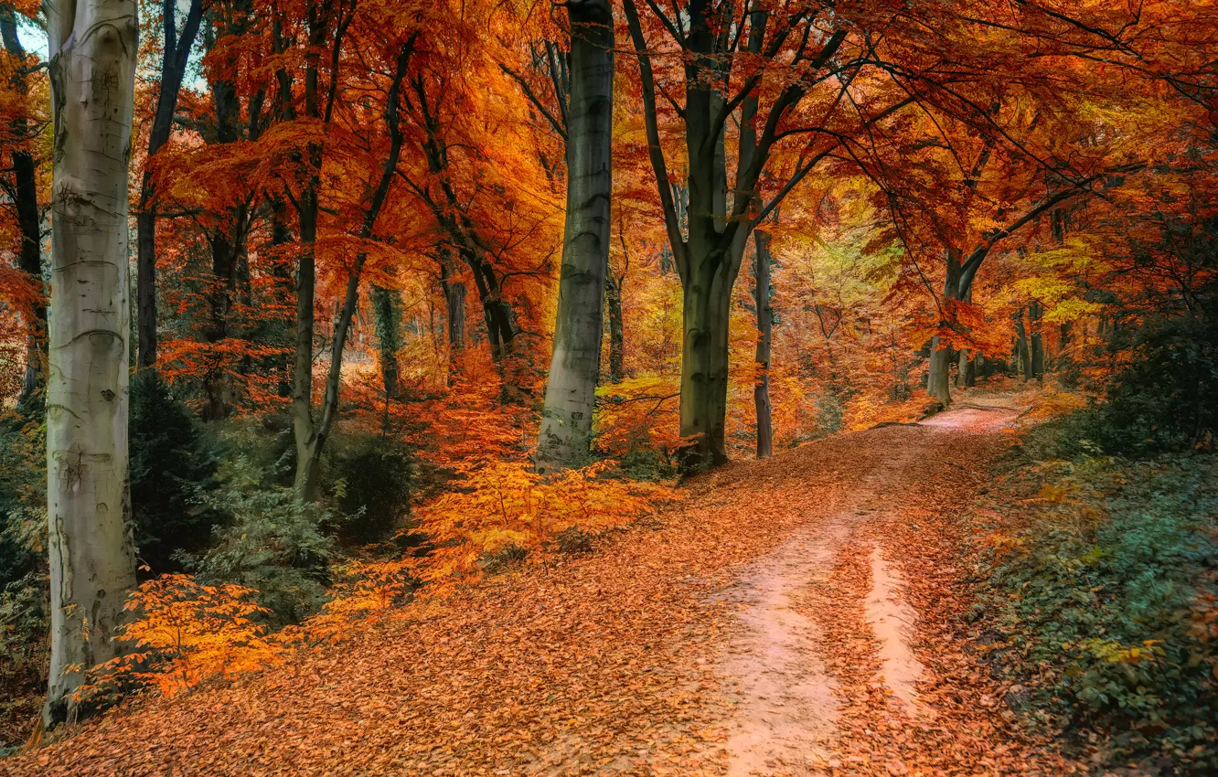 Фото обои дорога, осень, лес, деревья, пейзаж, природа, парк
