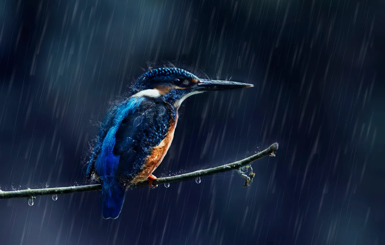 Фото обои капли, брызги, дождь, птица, ветка, зимородок