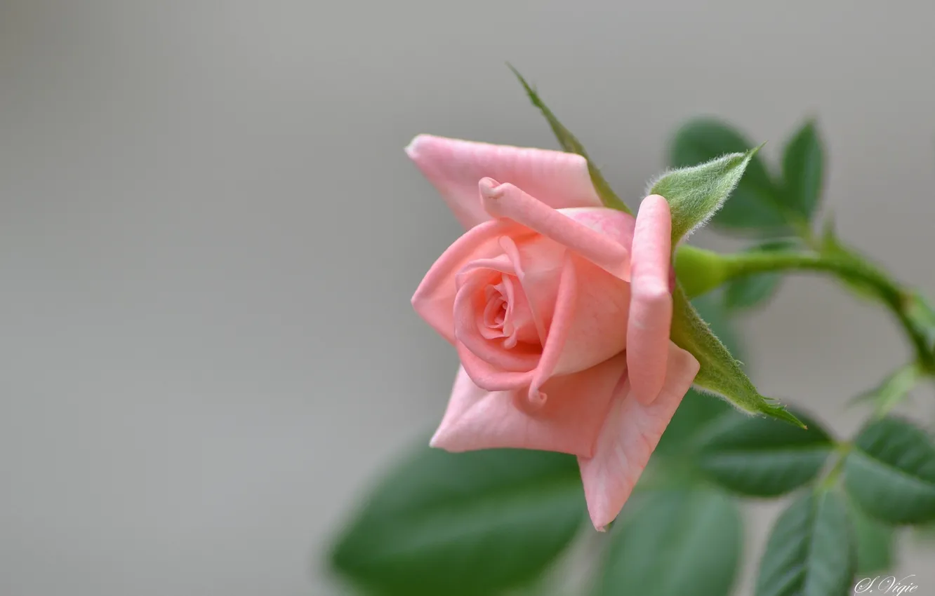 Фото обои розовая, роза, ветка, бутон, цветение