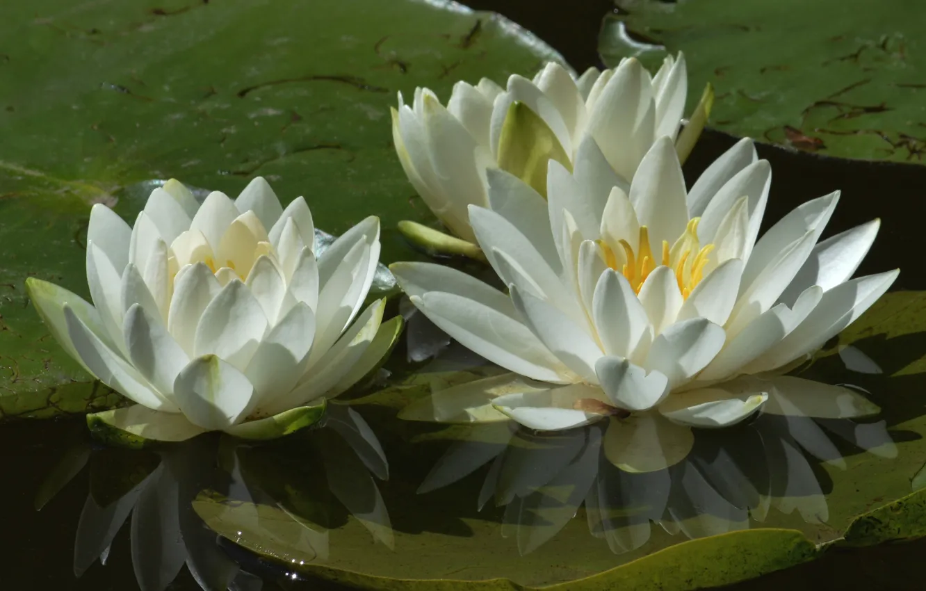 Фото обои белый, вода, макро, лепестки, трио, водяные лилии, нимфея