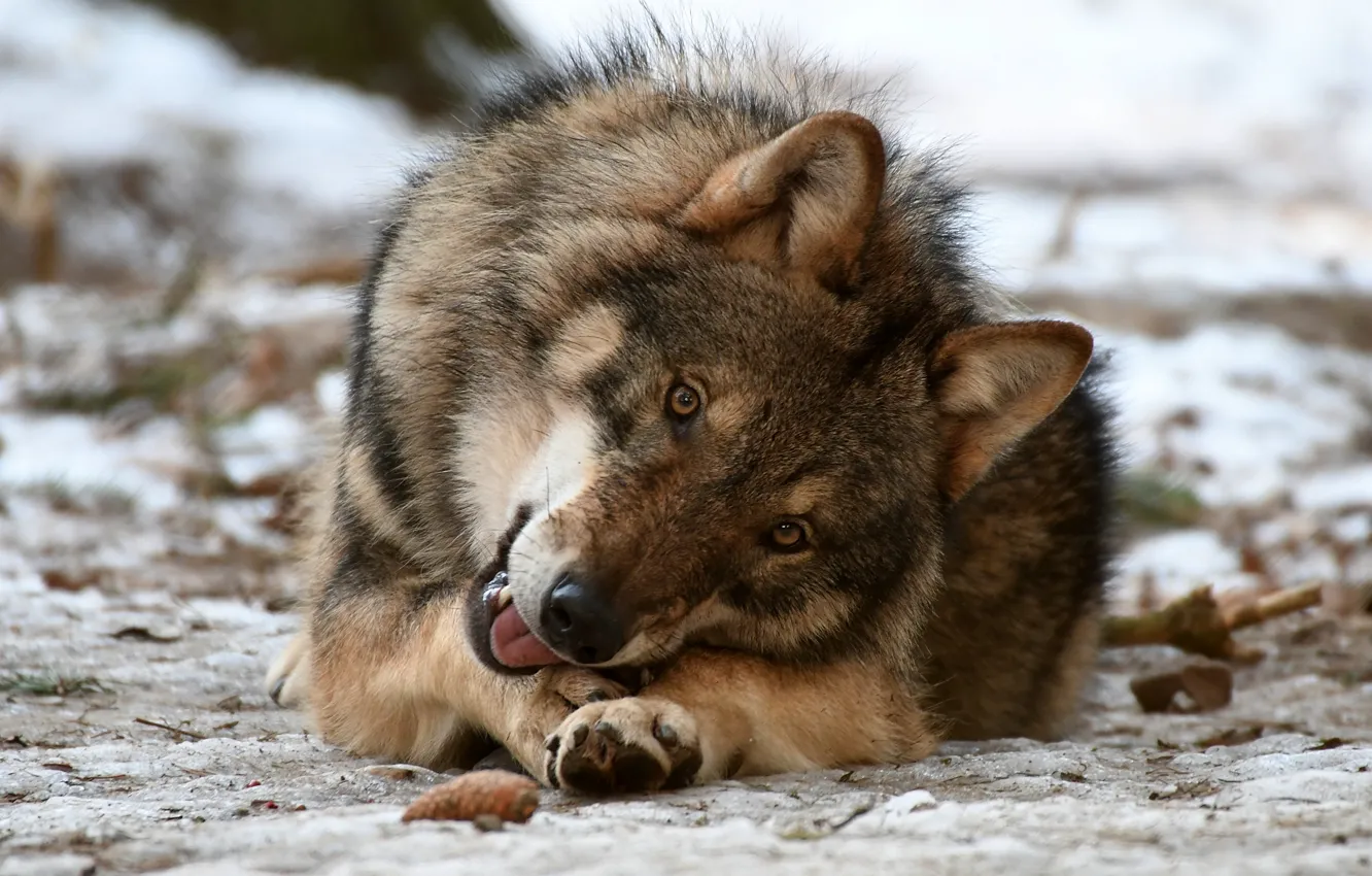 Фото обои взгляд, волк, хищник