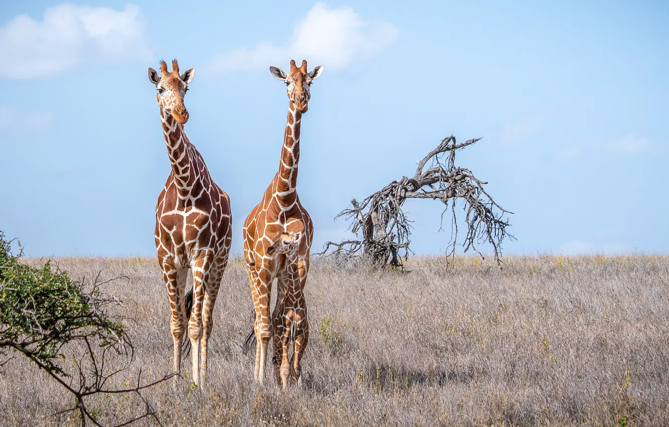 Фото обои жираф, пара, саванна