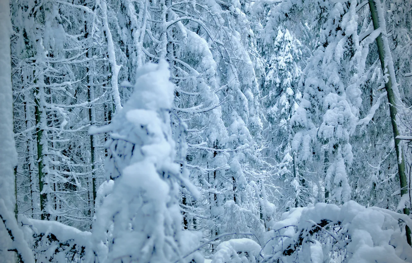 Фото обои зима, лес, снег, деревья, елки, ели, сосны, winter