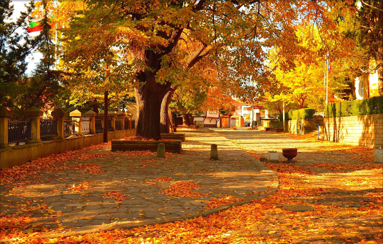 Фото обои Осень, Деревья, Улица, Fall, Листва, Autumn, Street, Colors