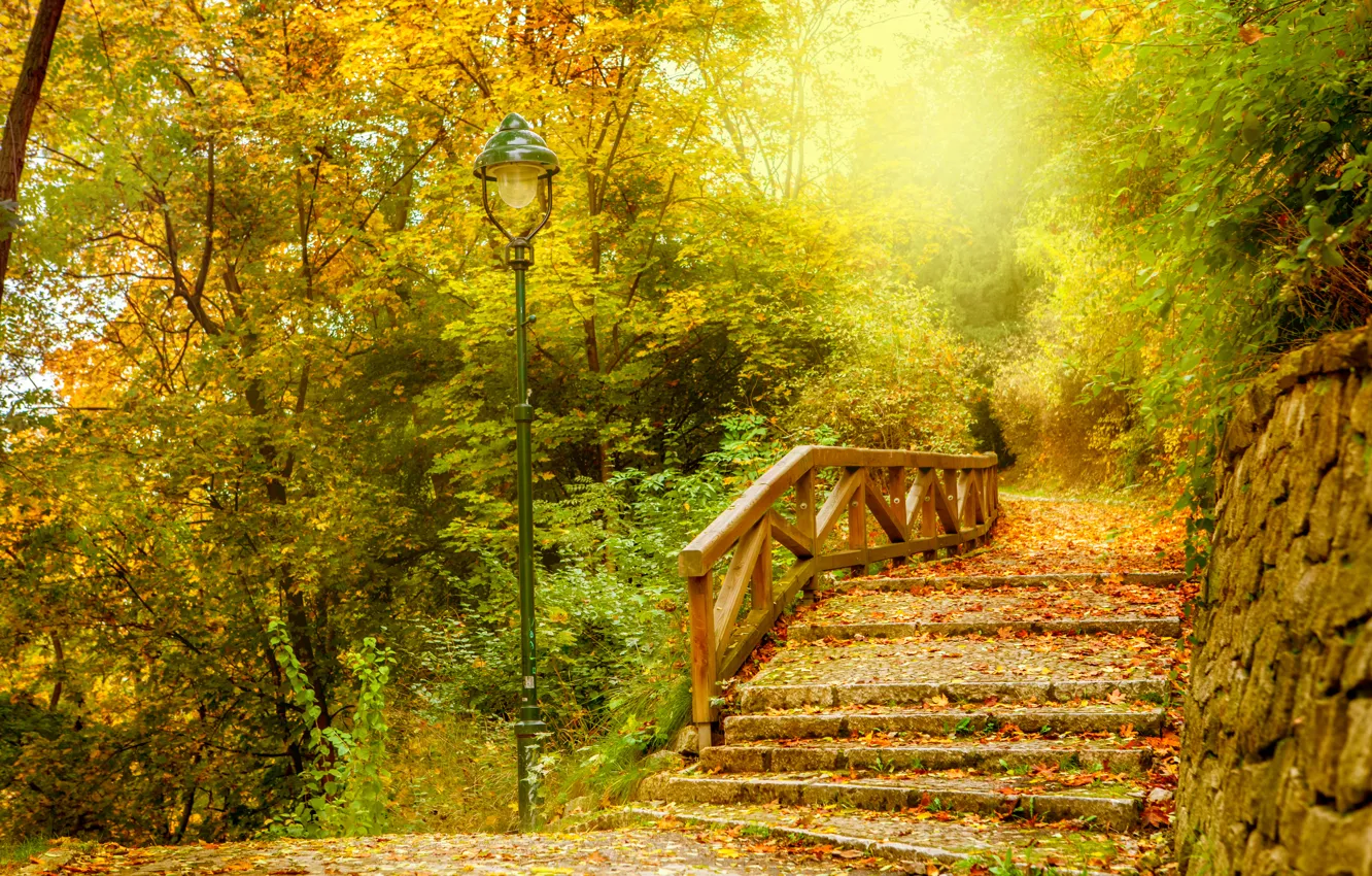 Фото обои осень, лес, листья, park, autumn, leaves
