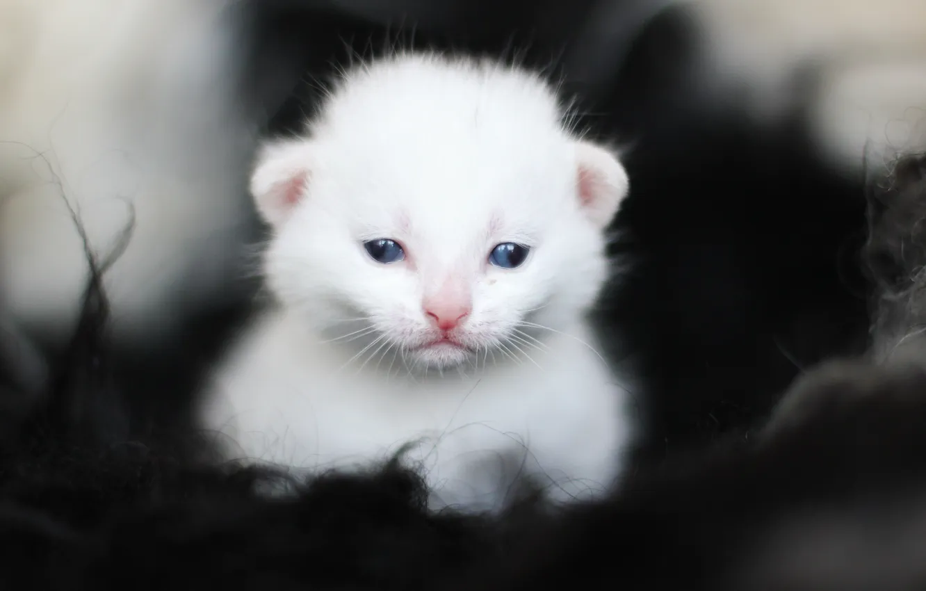 Фото обои белый, котенок, глазки, малыш, мордочка