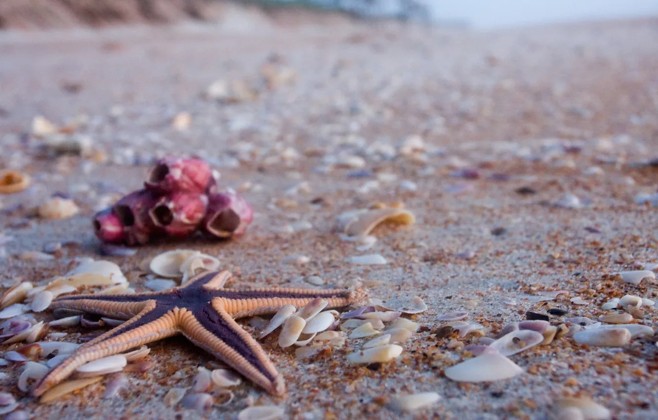 Фото обои песок, пляж, свет, берег, ракушки, морская звезда