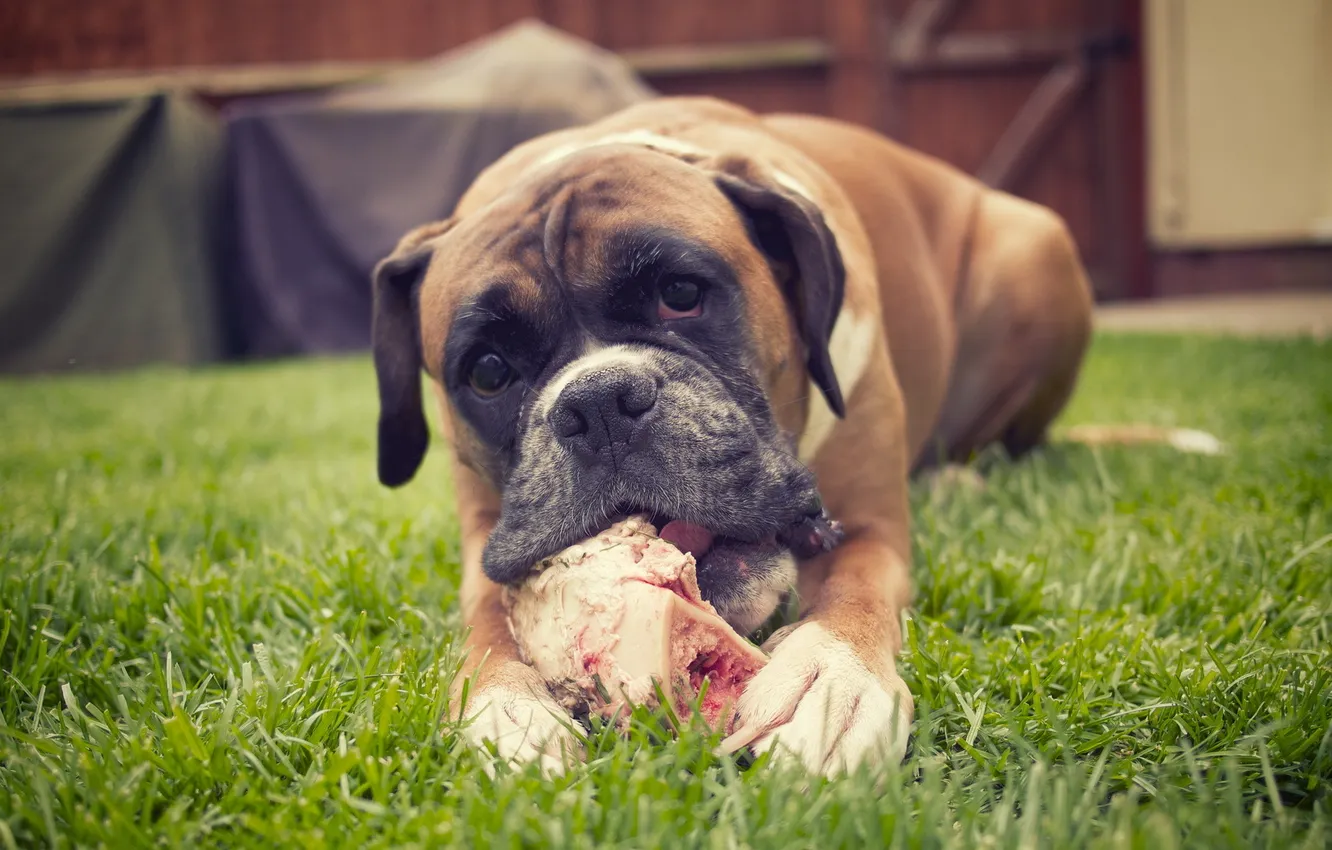 Фото обои еда, собака, кость