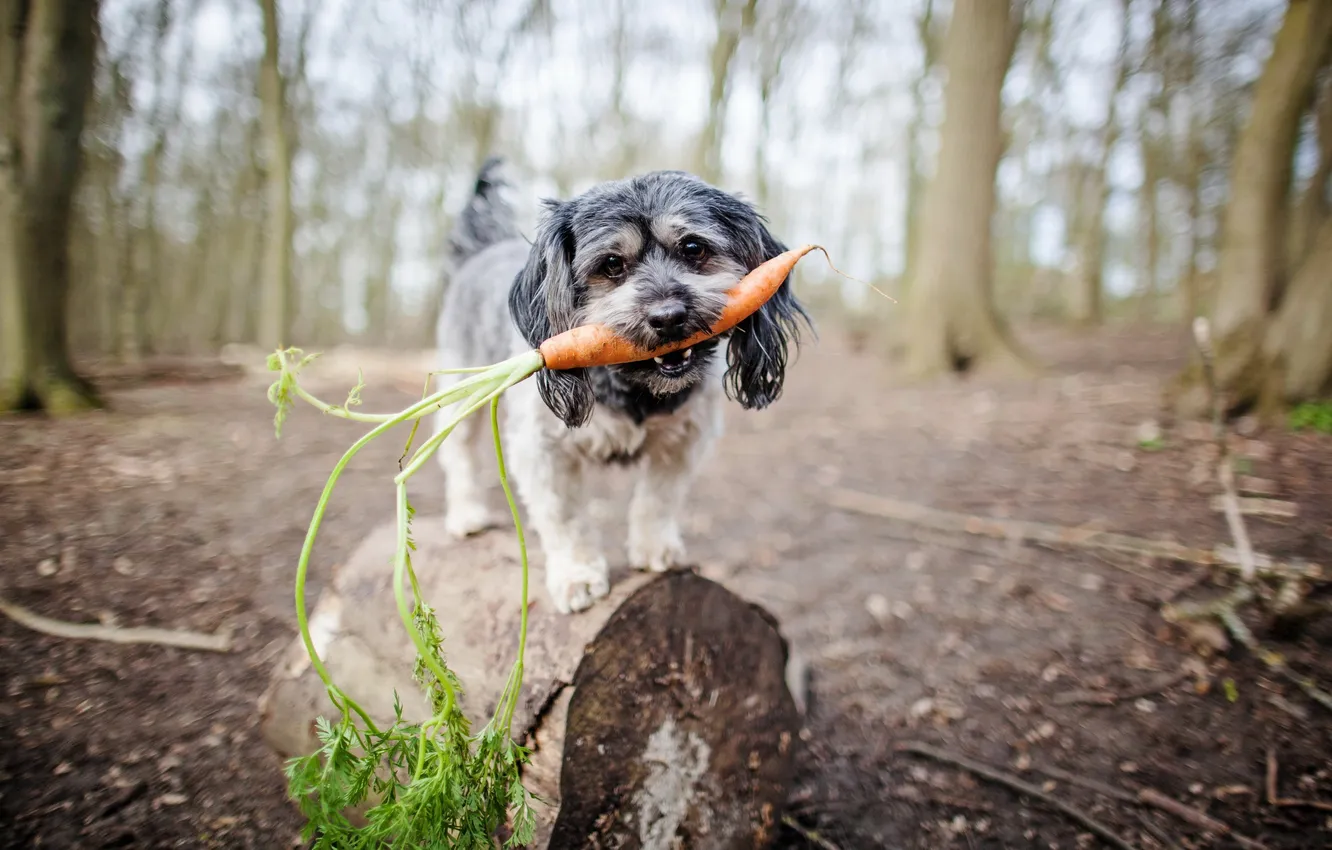 Фото обои взгляд, собака, морковка