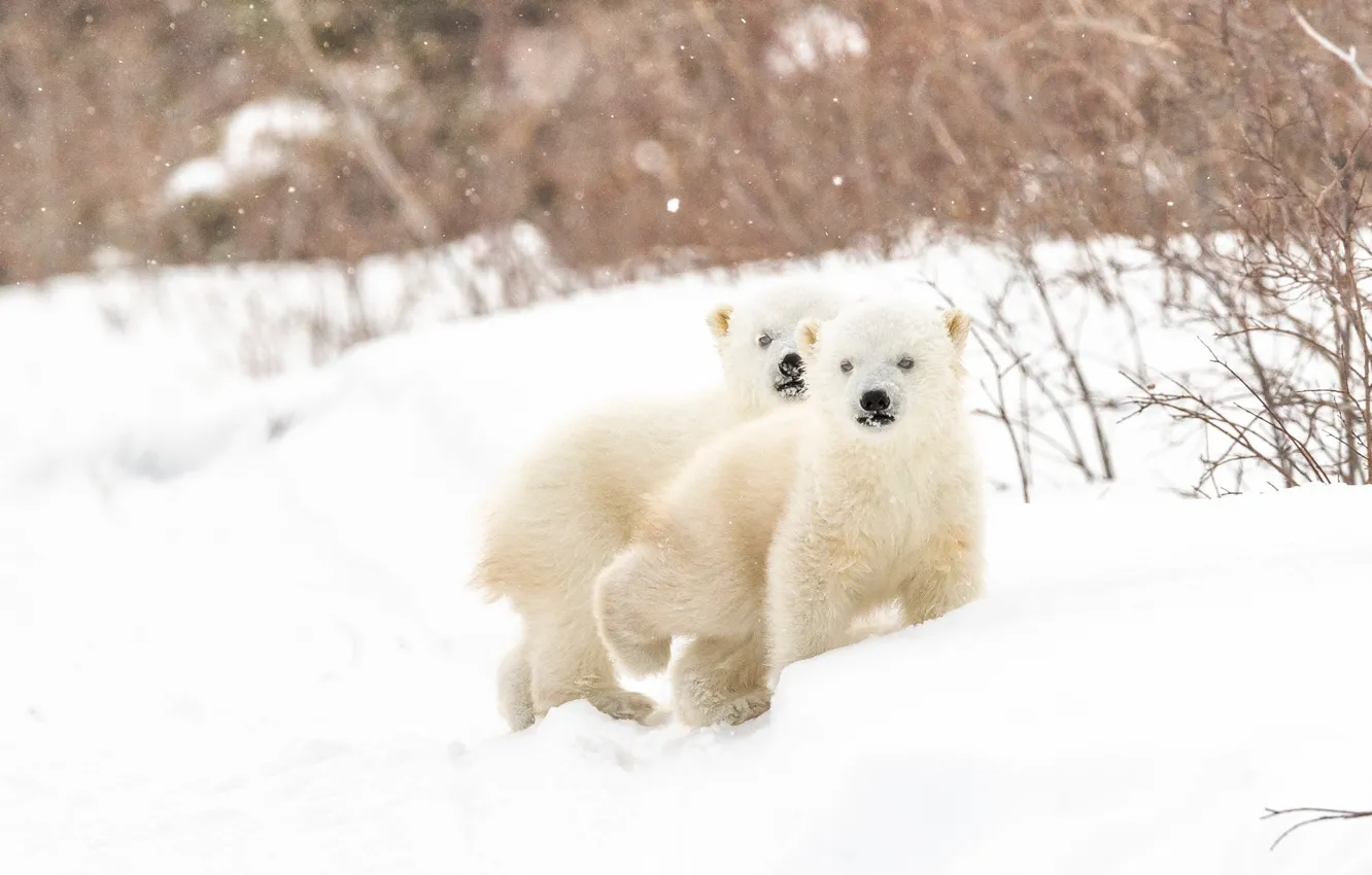 Фото обои зима, снег, медвежата, парочка, детёныши, Белые медведи, два медвежонка, Полярные медведи