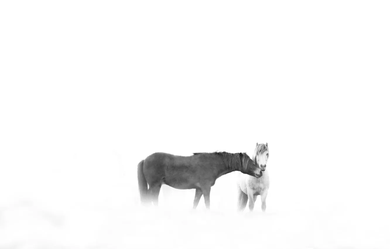 Фото обои love, winter, horses