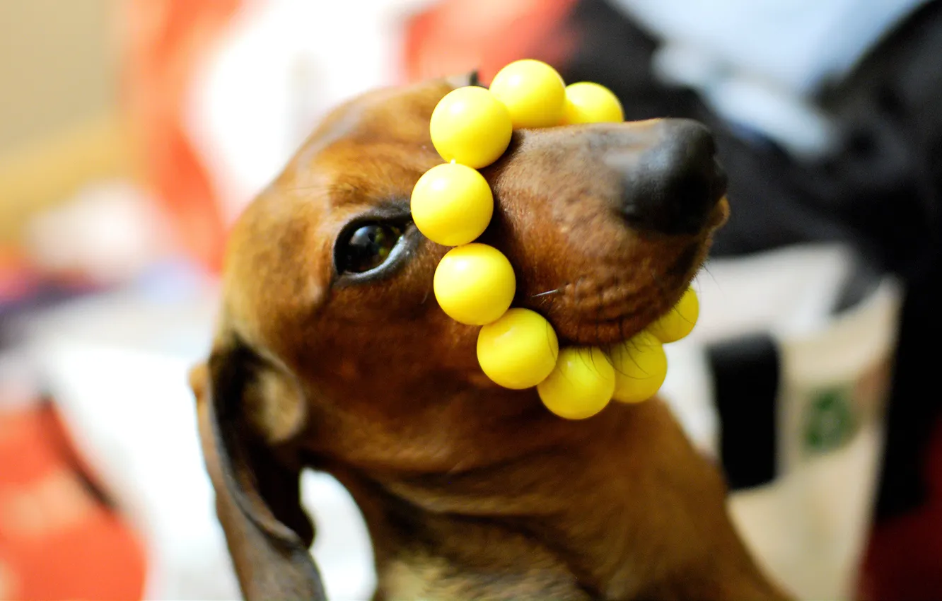 Фото обои макро, пес, такса, желтые бусы, на носу