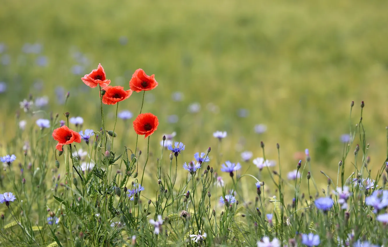 Фото обои flowers, wheat, buttons, poppies, buds