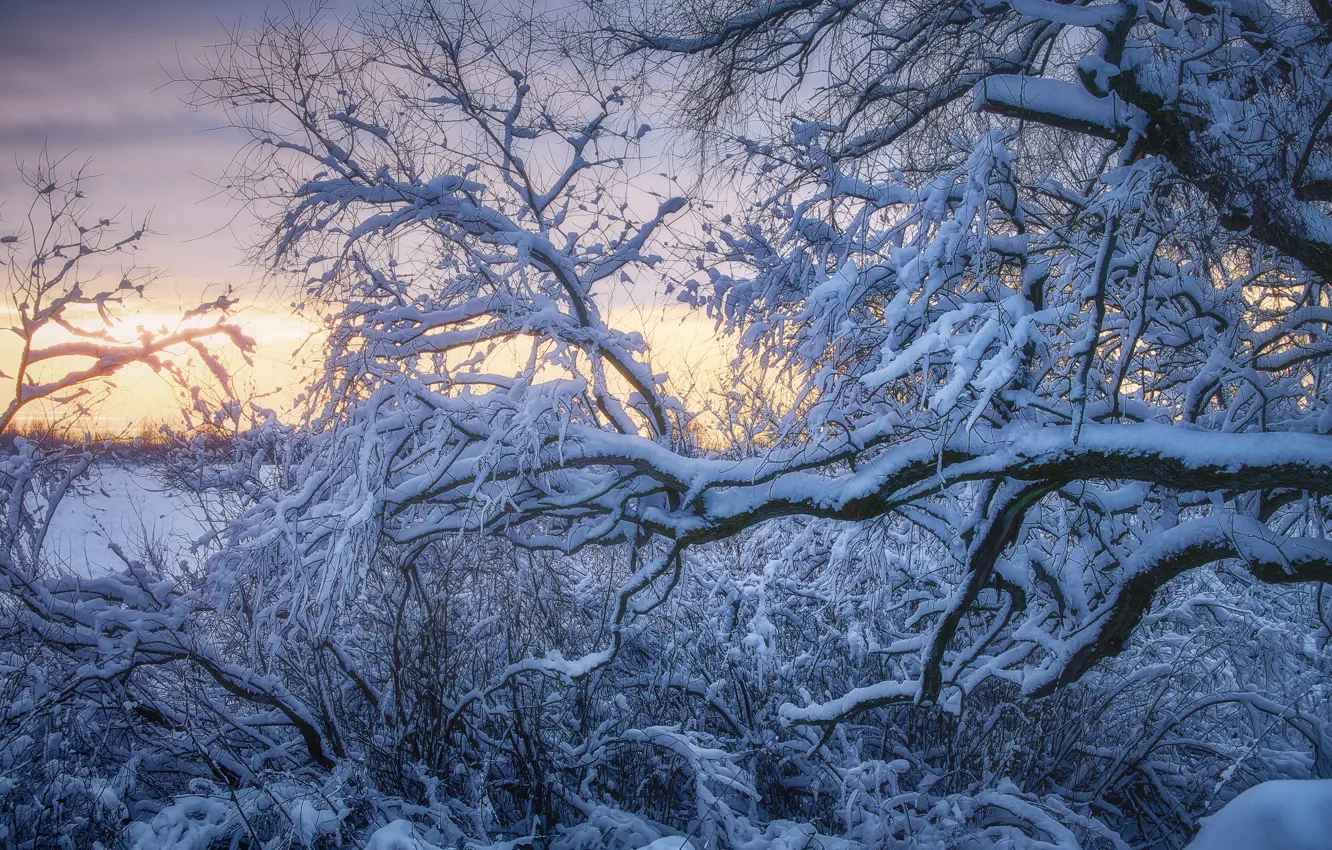 Фото обои зима, снег, деревья, ветки, природа