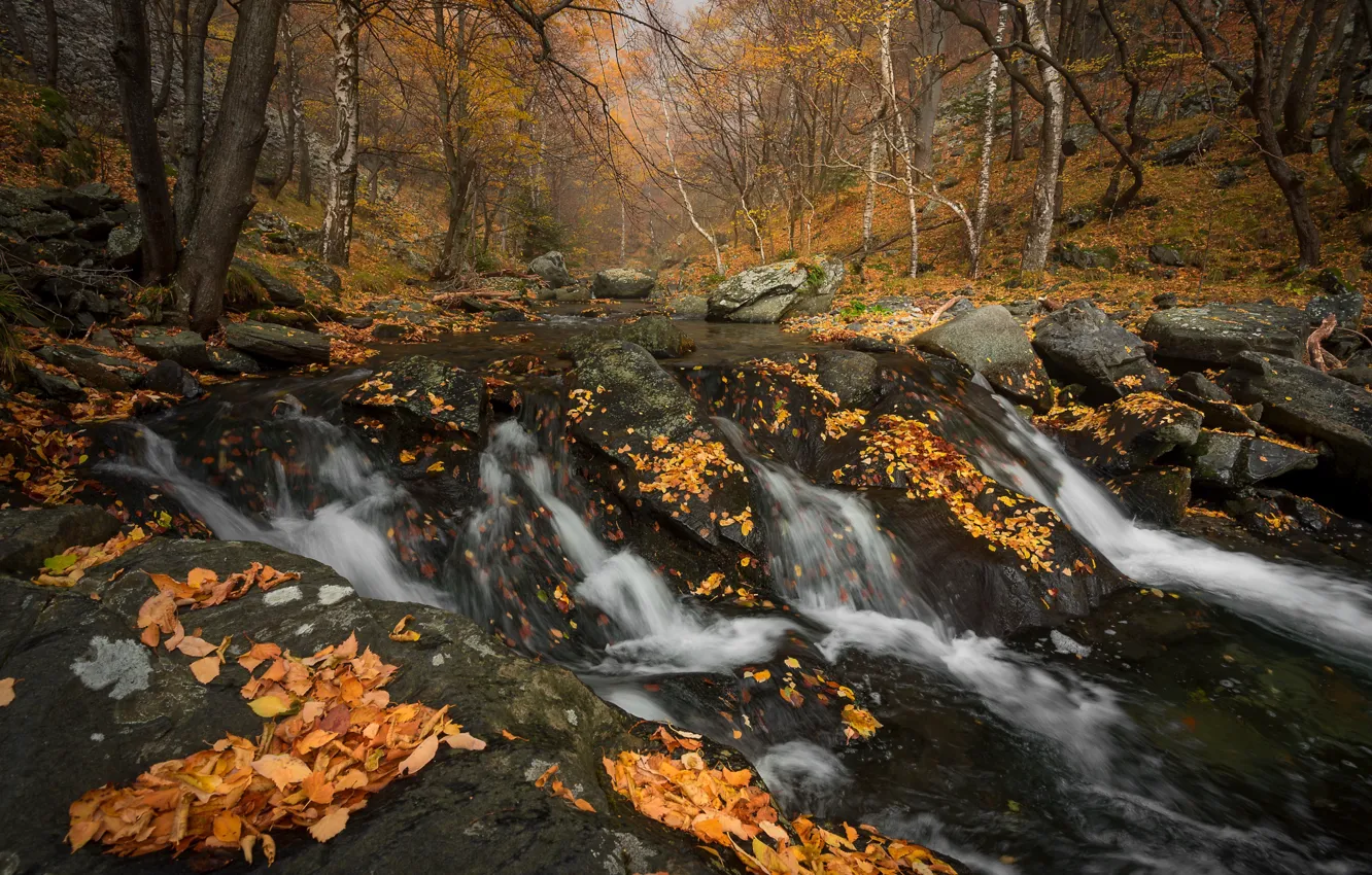 Фото обои осень, лес, листья, природа, ручей, камни, водопад, речка
