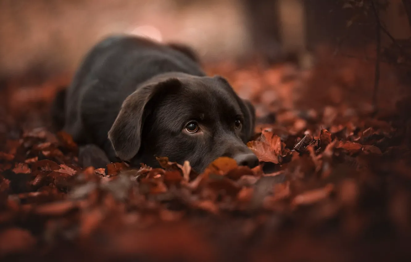 Фото обои осень, морда, листья, листва, собака, боке