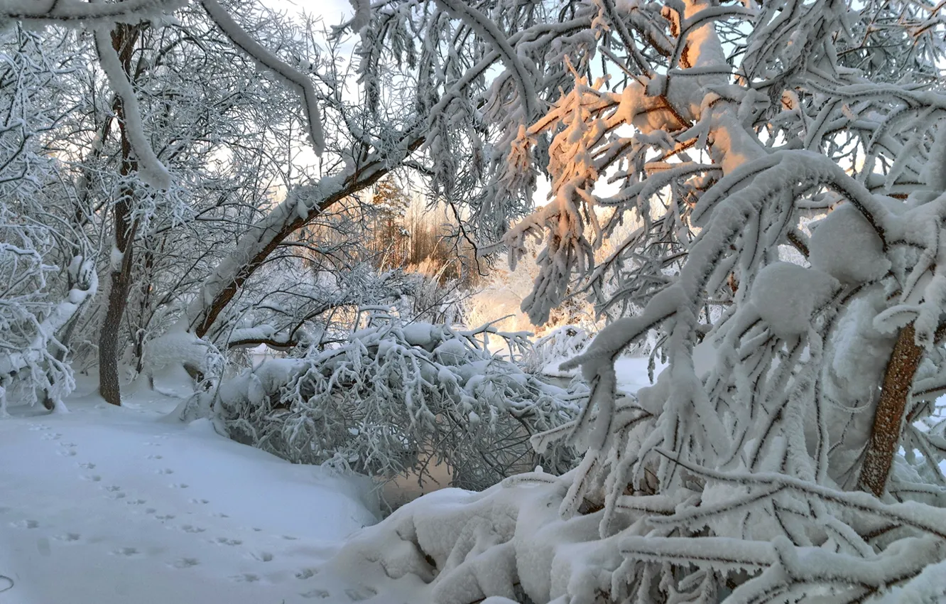 Фото обои зима, свет, снег, деревья, следы